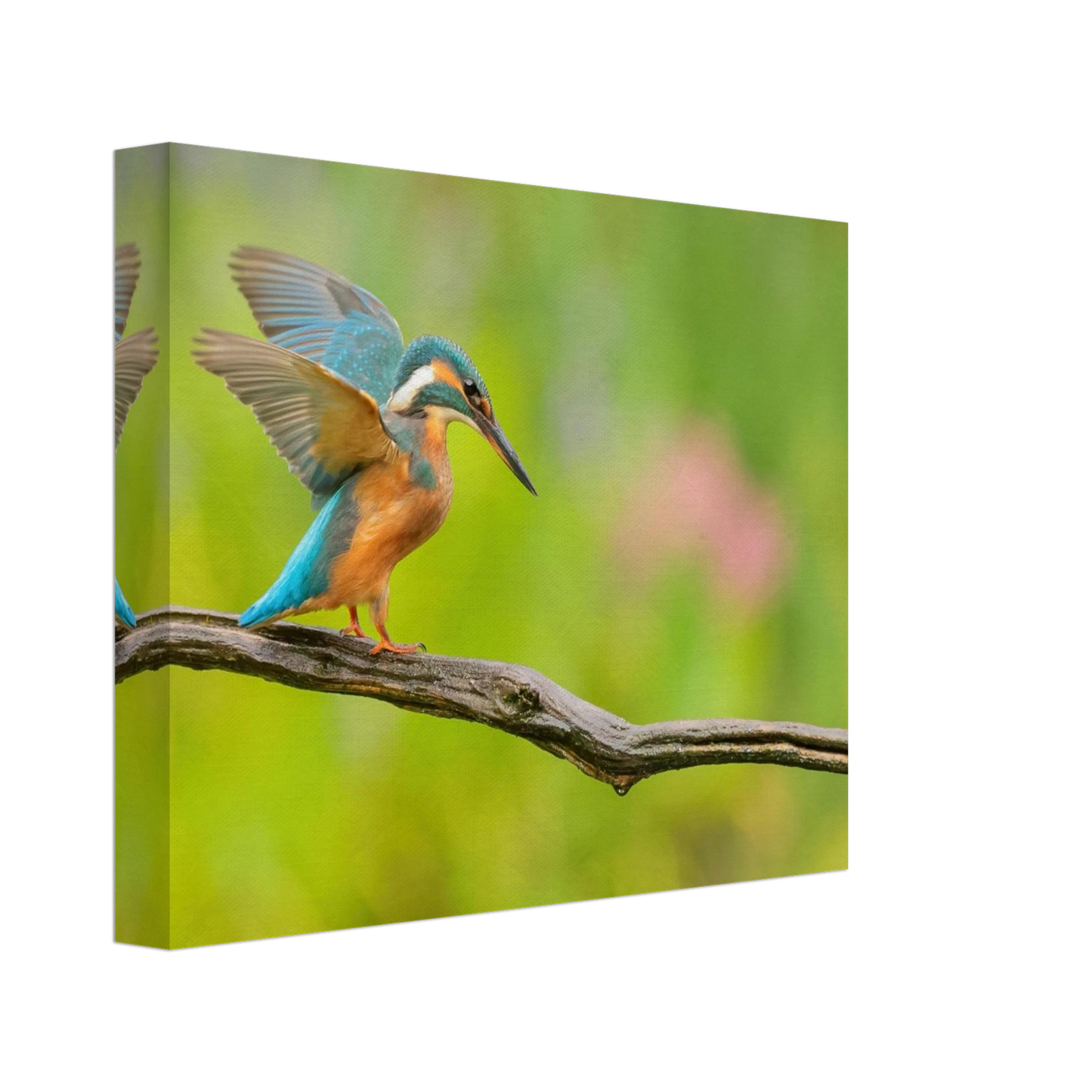 Wandbild eisvogel leuchtende federpracht auf natuerlichem ast in ihrer wunschgroesse
