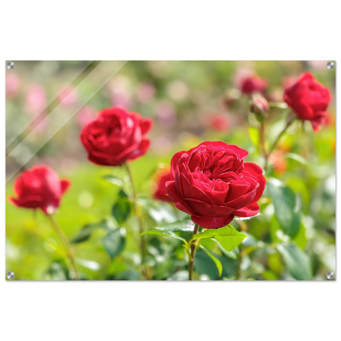 Wandbild rote rosen lebendige bluetenpracht fuer ihr zuhause in ihrer wunschgroesse