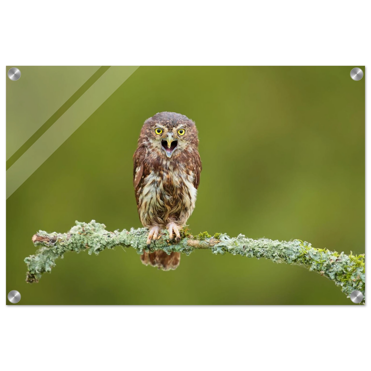 Wandbild rufer der wildnis faszinierendes eulen portraet mit leuchtenden augen fuer ihr zuhause