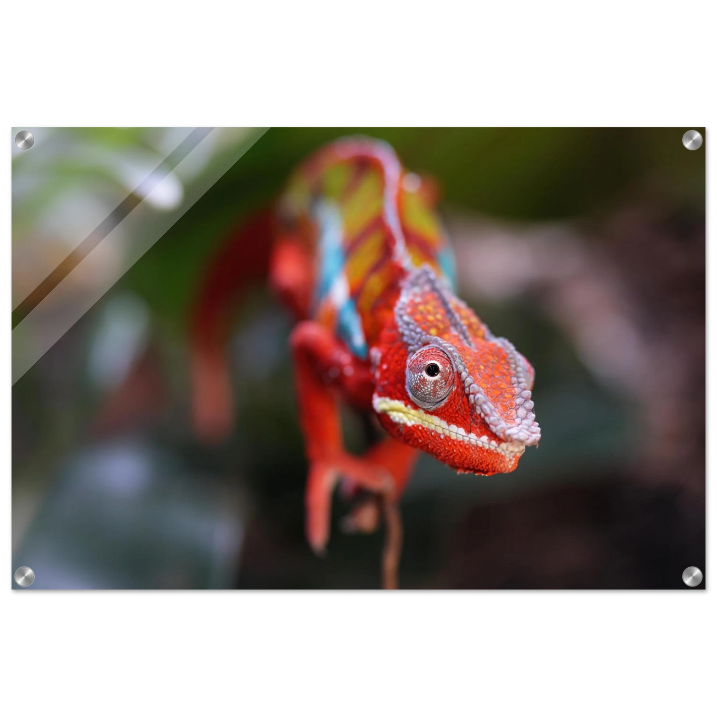 Wandbild faszinierendes chamaeleon portraet lebendige tierkunst fuer ihr zuhause in ihrer wunschgroesse