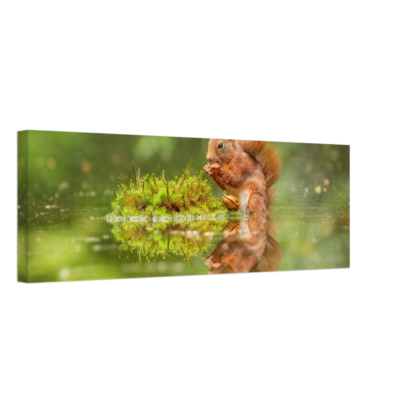 Wandbild bezauberndes eichhoernchen mit nuss ein spiegelbild der natur