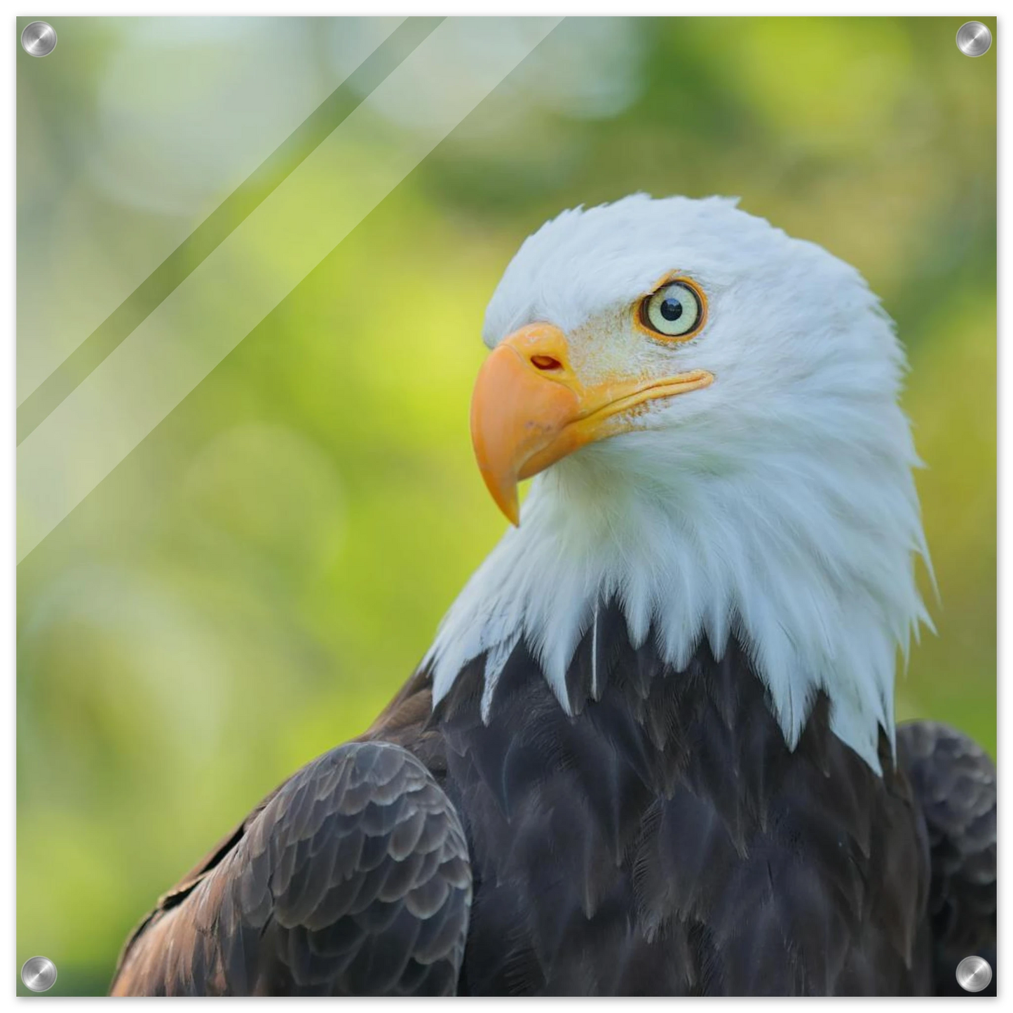 Wandbild majestaetischer weisskopfseeadler eine ode an die freiheit in ihrer wunschgroesse