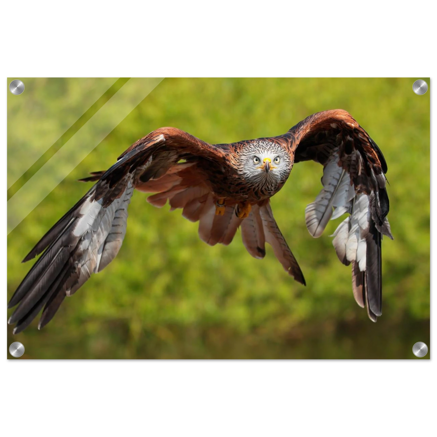 Wandbild majestaetischer rotmilan im flug atemberaubende tierfotografie fuer ihr zuhause erhaeltlich in zahlreichen groessen