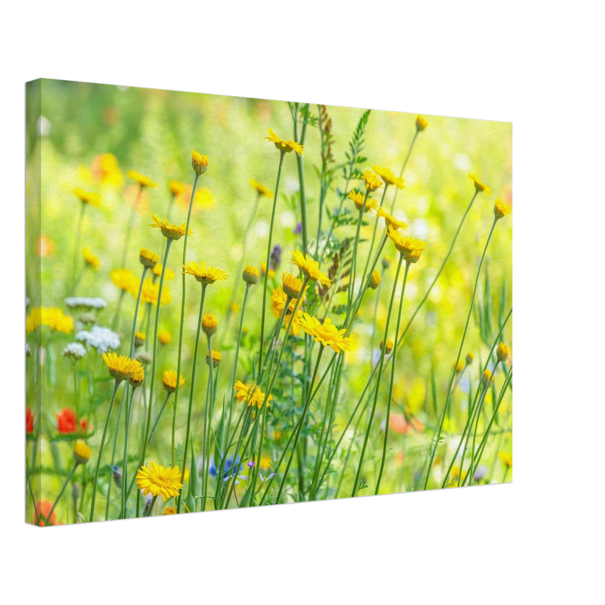 Wandbild sunshine meadow lebendiger blumen druck in verschiedenen groessen