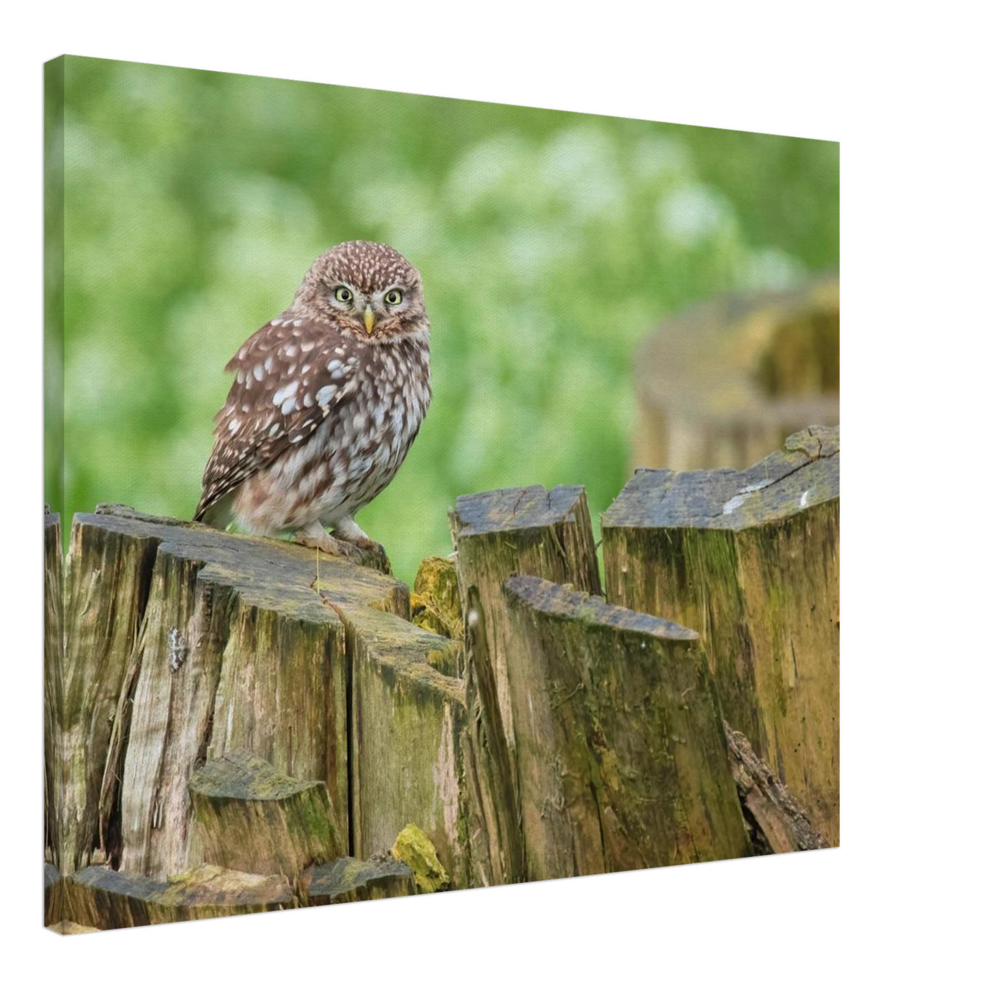 Wandbild mystische kleine eule faszinierendes kunstwerk fuer natur und tierliebhaber in vielen groessen