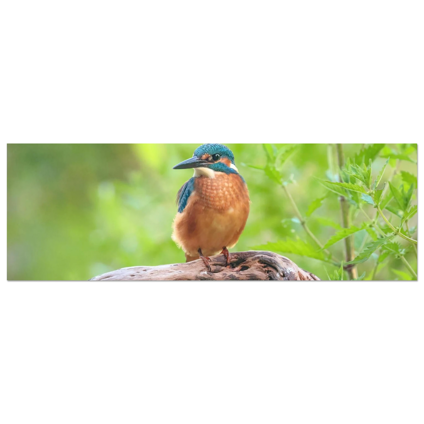 Wandbild eisvogel lebendige naturkunst fuer ihr zuhause in ihrer wunschgroesse 2