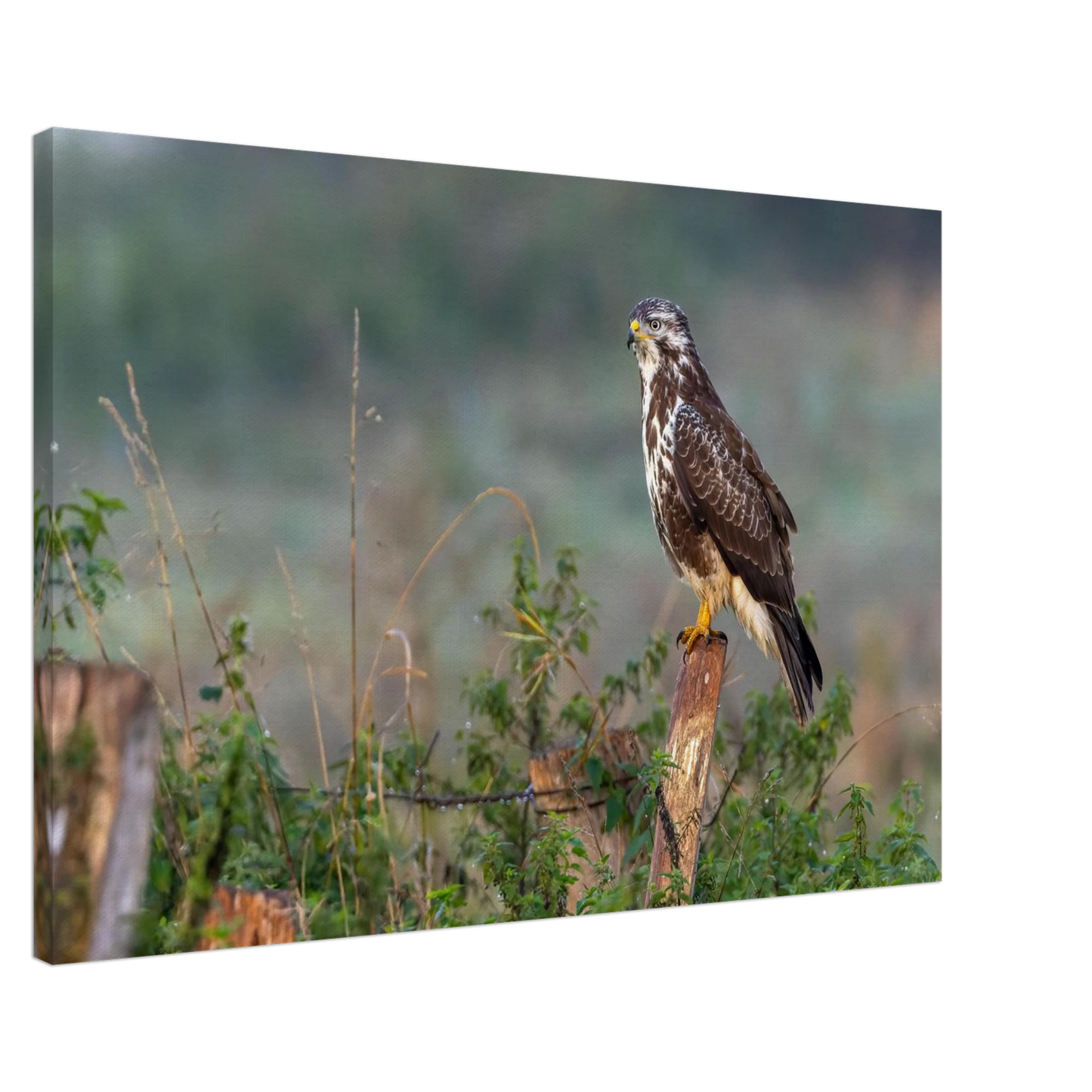 Wandbild majestaetischer bussard einblick in die wildnis auf hochglanz leinwand