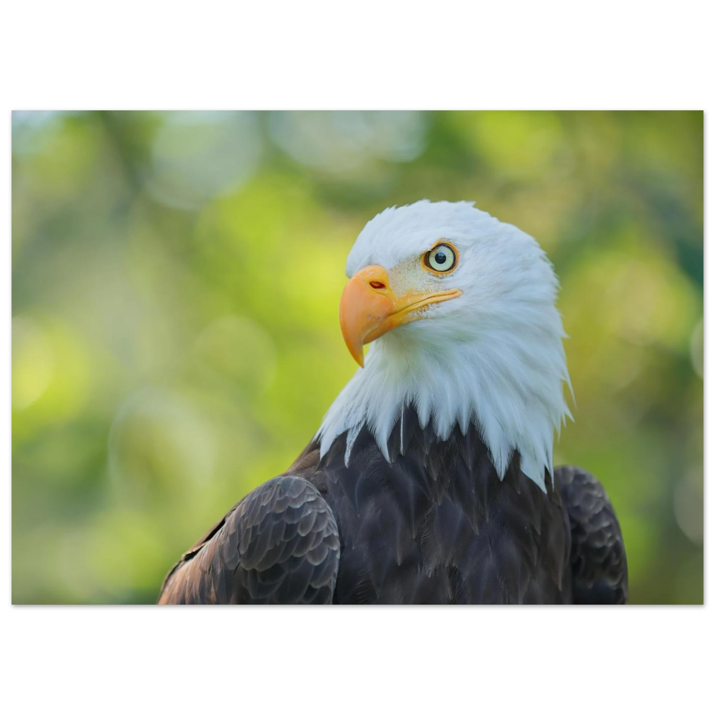Wandbild majestaetischer weisskopfseeadler eine ode an die freiheit in ihrer wunschgroesse