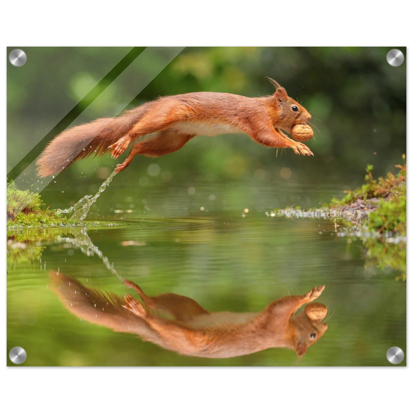 Wandbild Wandkunst eichhoernchens freudensprung dynamische naturkunst fuer ihr zuhause erhaeltlich in mehreren groessen