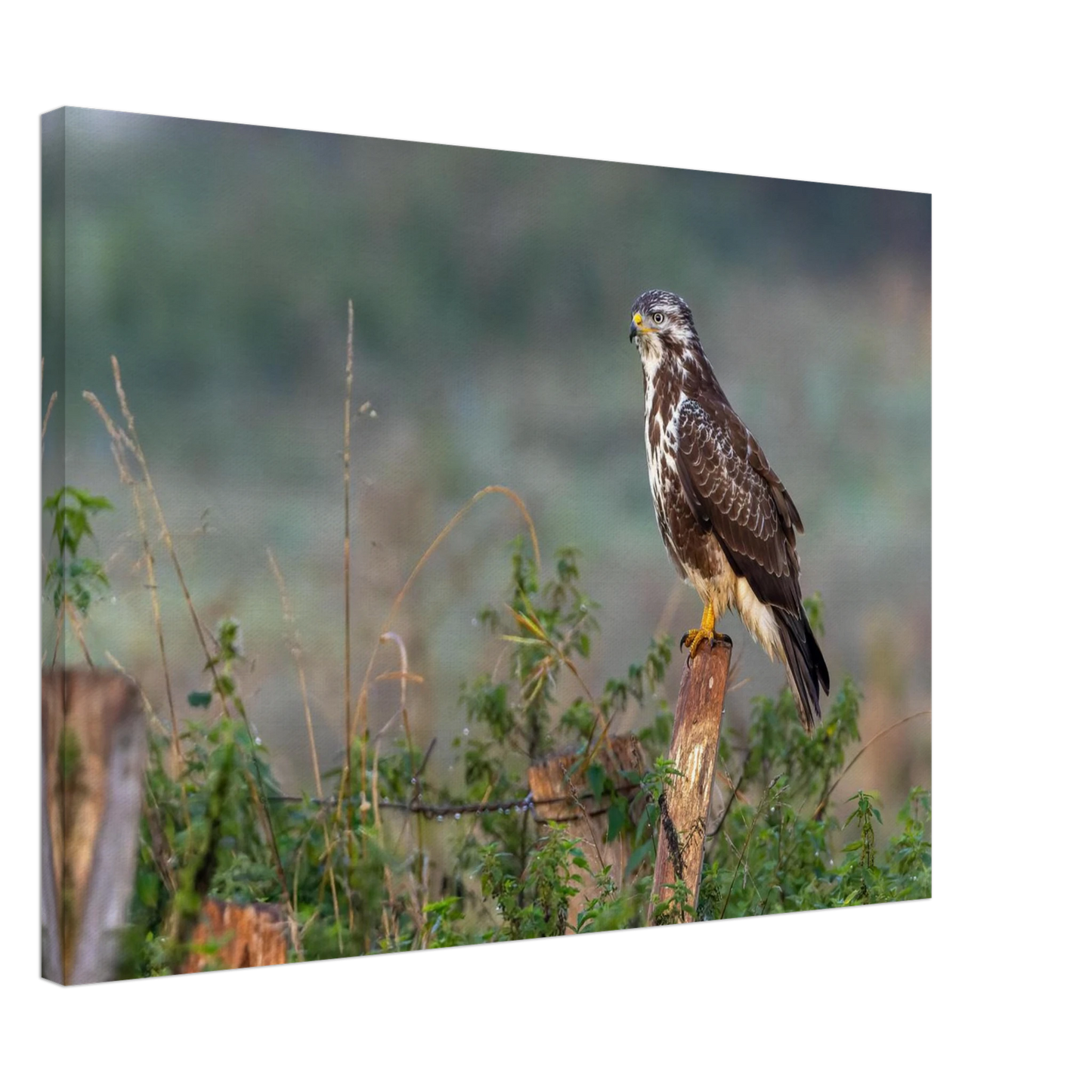 Wandbild majestaetischer bussard einblick in die wildnis auf hochglanz leinwand