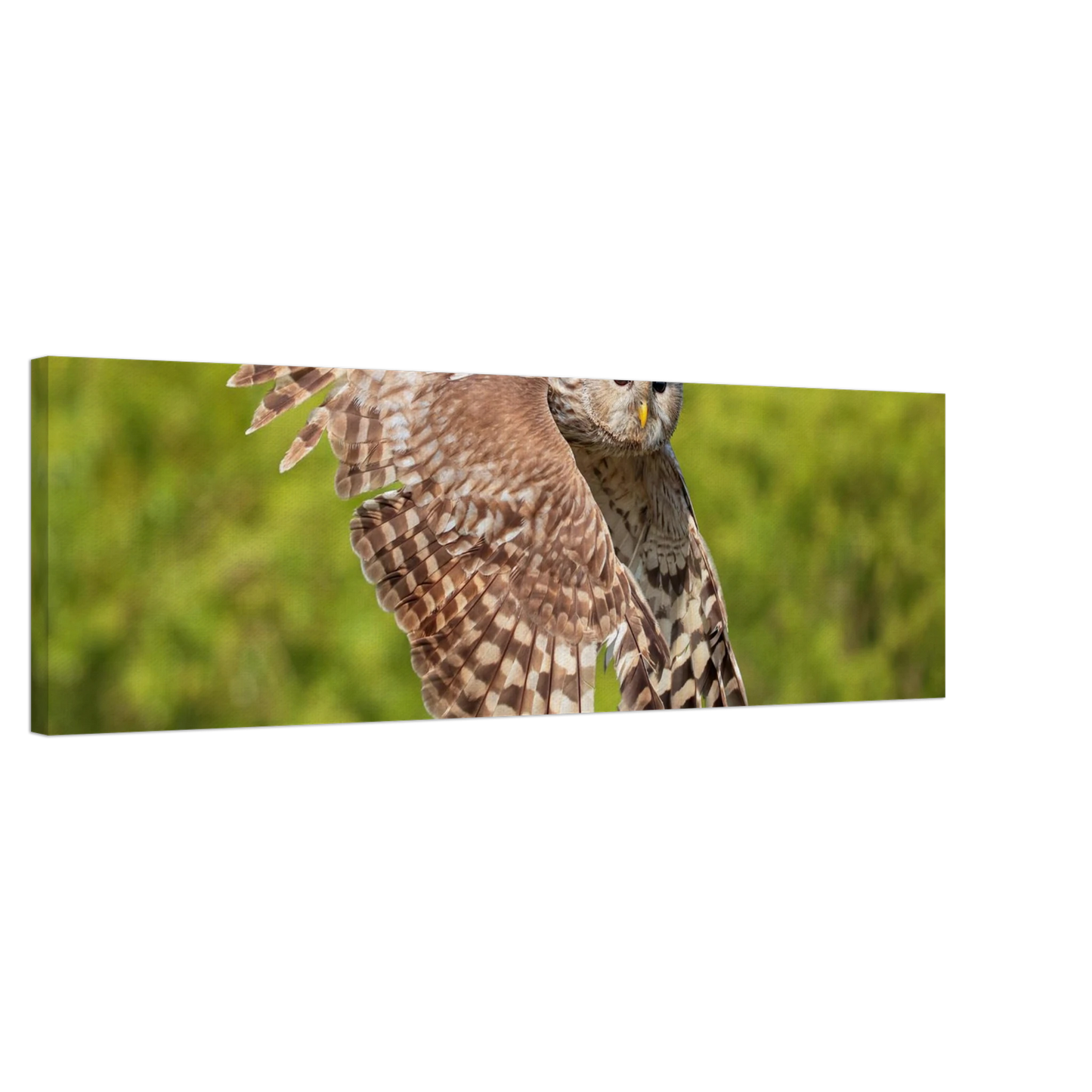 Wandbild majestaetische eule im flug naturfotografie fuer ihr zuhause