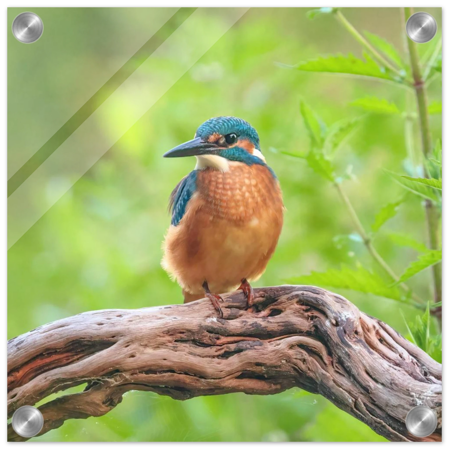 Wandbild eisvogel lebendige naturkunst fuer ihr zuhause in ihrer wunschgroesse 2