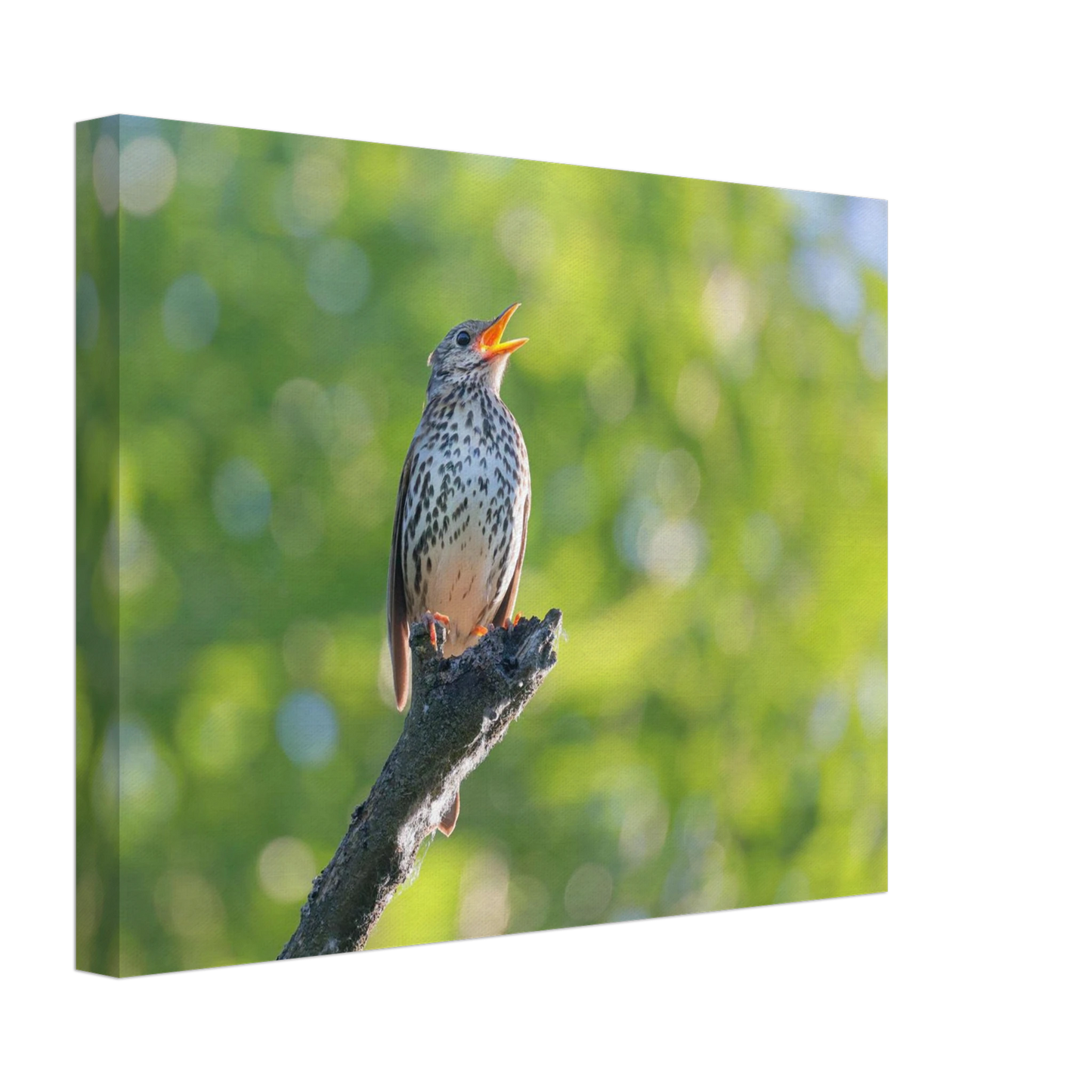 Wandbild bezaubernder singvogel in gruen ein naturportraet fuer ihr zuhause in vielen groessen