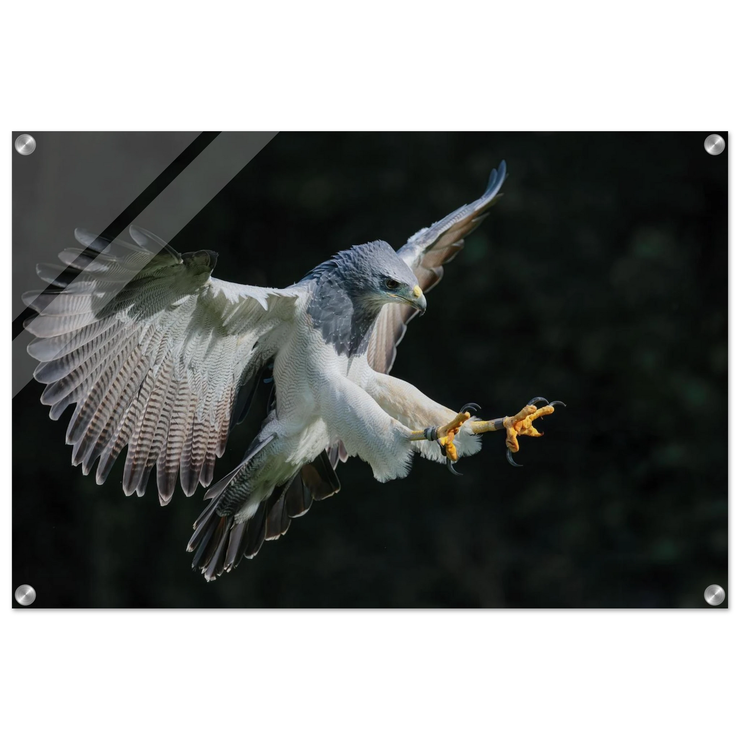 Wandbild majestaetischer schwarzbrustbussard im flug atemberaubende tierfotografie fuer ihr zuhause