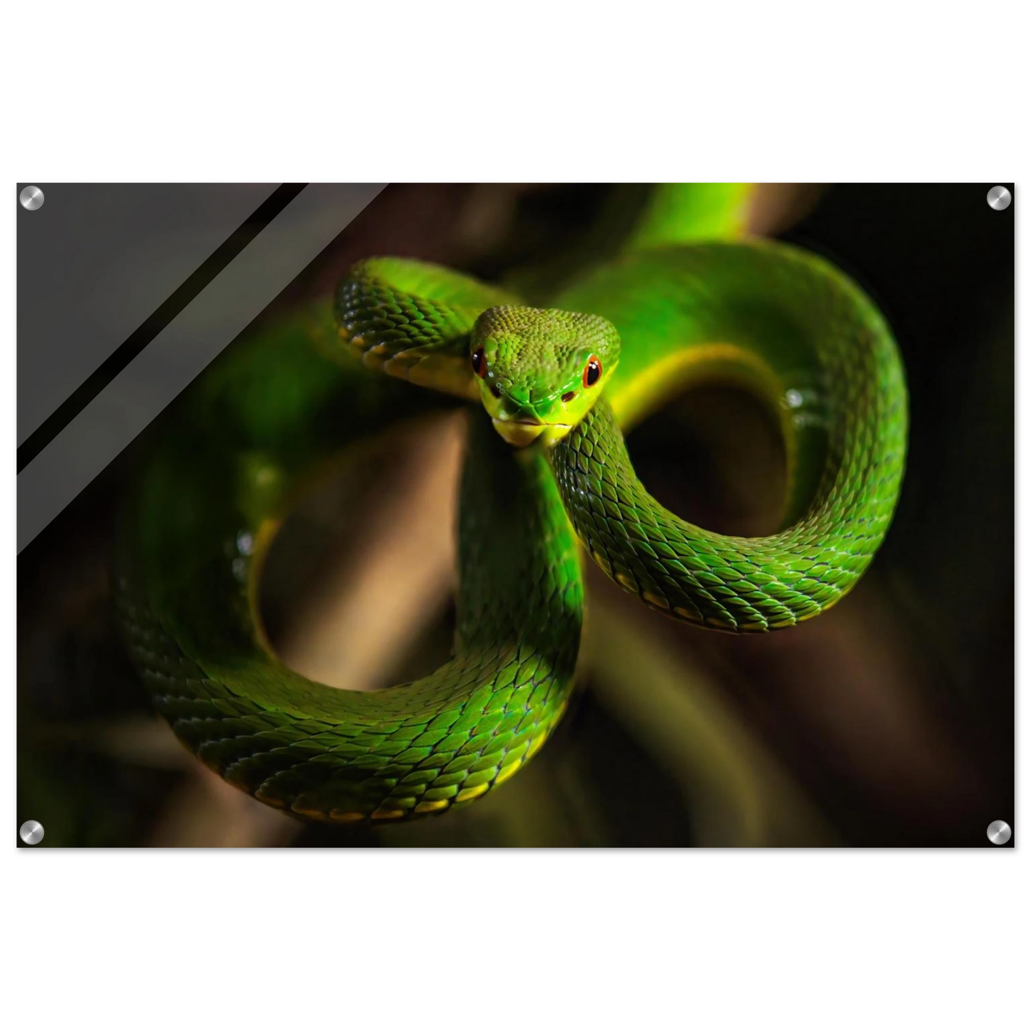 Wandbild der gruene baumviper ein hypnotischer blick in verschiedenen groessen