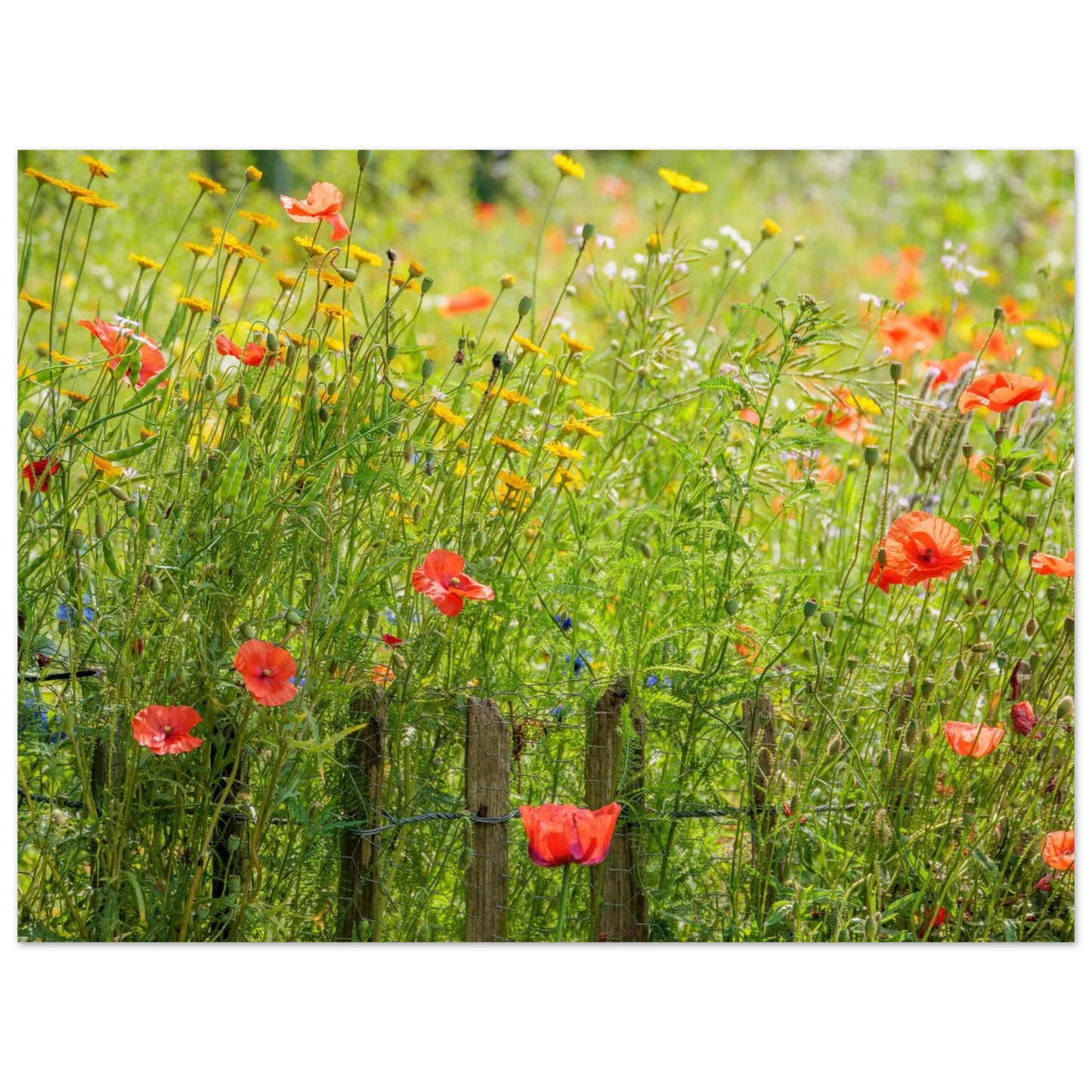 Wandbild wildblumen feld rot gelb sonnige mohnblumen wiese als kunstdruck