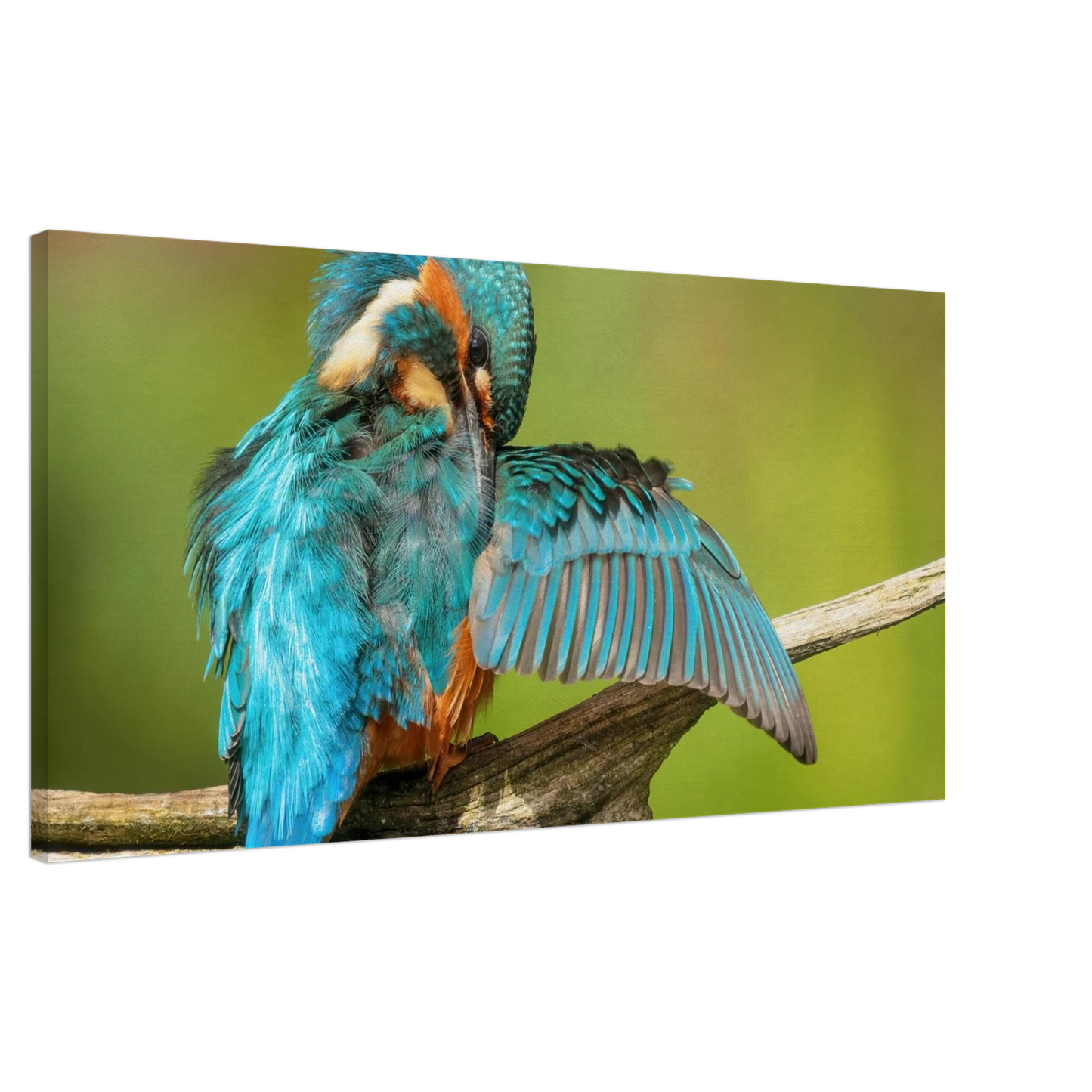 Wandbild eisvogel lebendige farbenpracht der natur auf leinwand