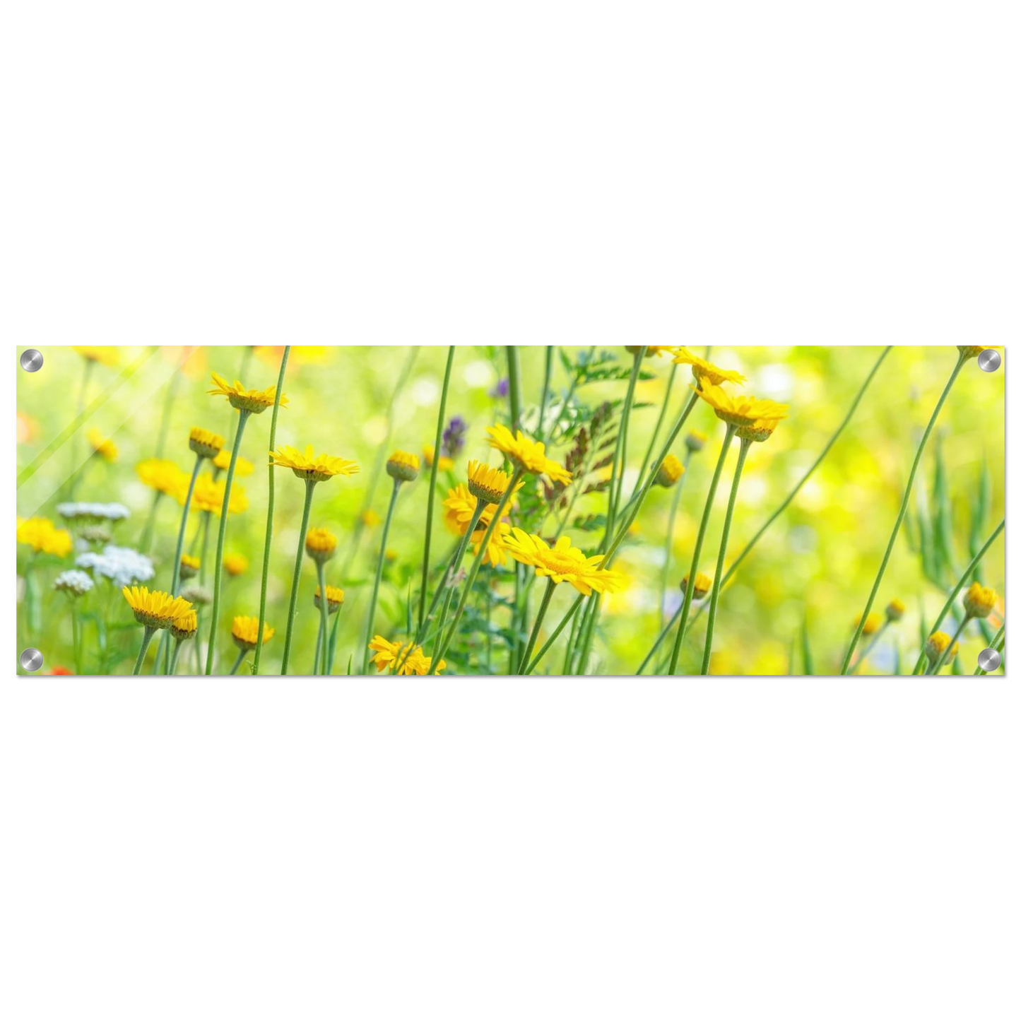 Wandbild sunshine meadow lebendiger blumen druck in verschiedenen groessen