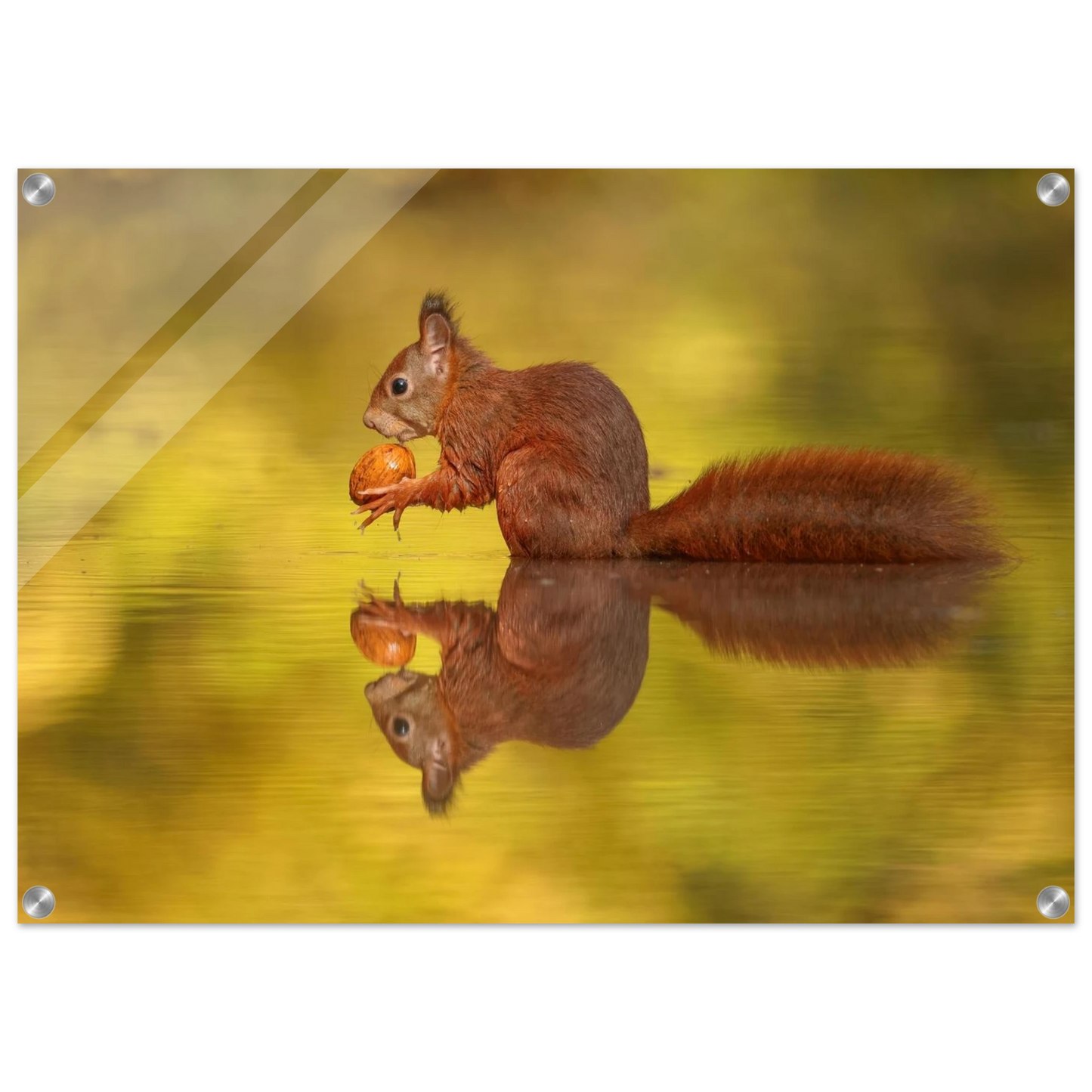 Wandbild eichhoernchen im goldenen herbstlicht lebendige tierfotografie fuer ihre wand