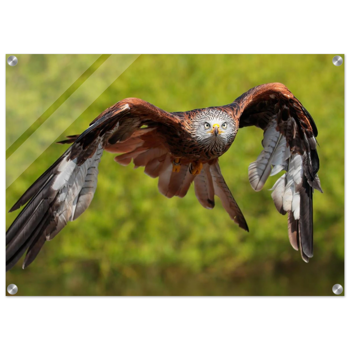 Wandbild majestaetischer rotmilan im flug atemberaubende tierfotografie fuer ihr zuhause erhaeltlich in zahlreichen groessen