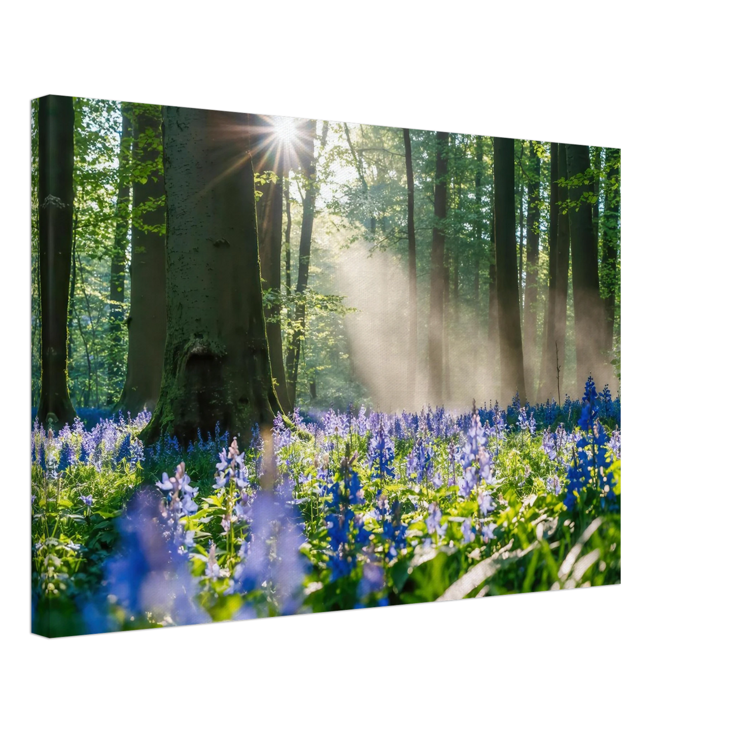 Wandbild mystische waldlichtung mit blauen glockenblumen sonnenverwoehntes naturbild in verschiedenen groessen