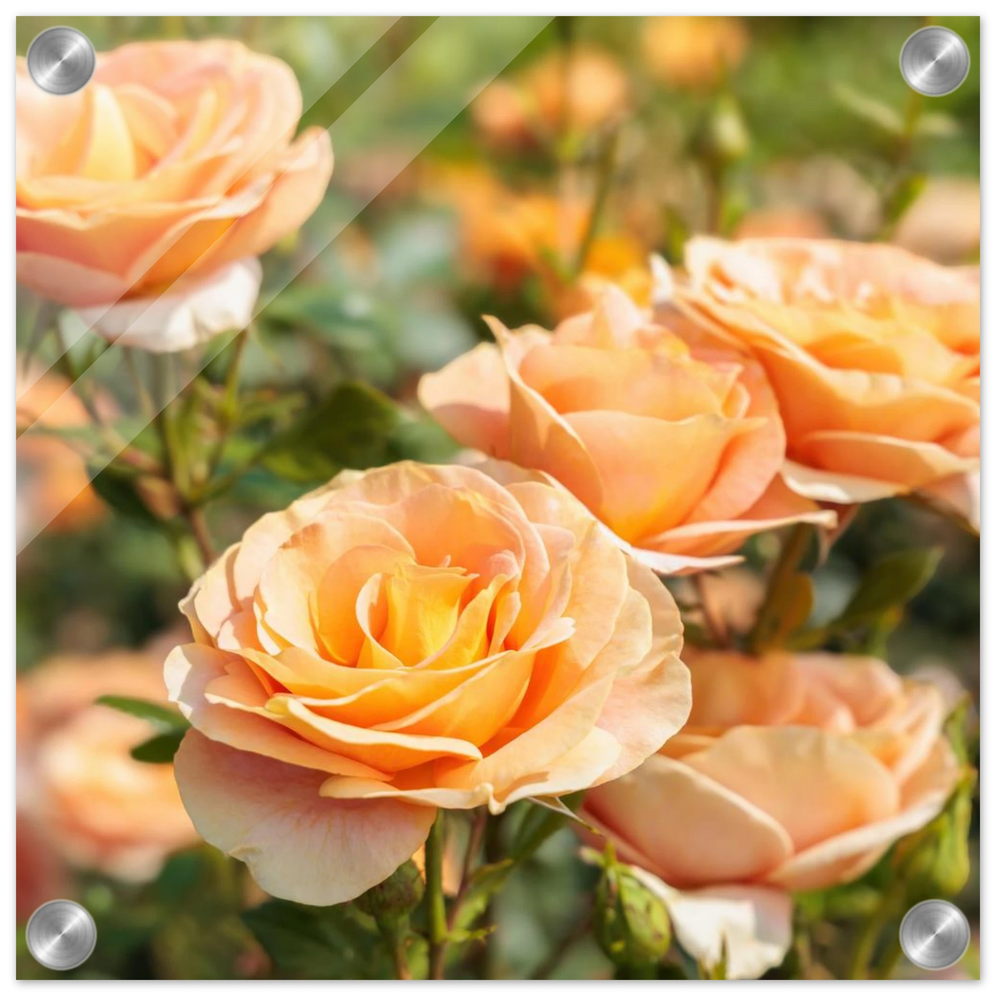 Wandbild romantische pfirsichrosen im sonnenschein botanische kunst fuer ihr zuhause in vielen groessen