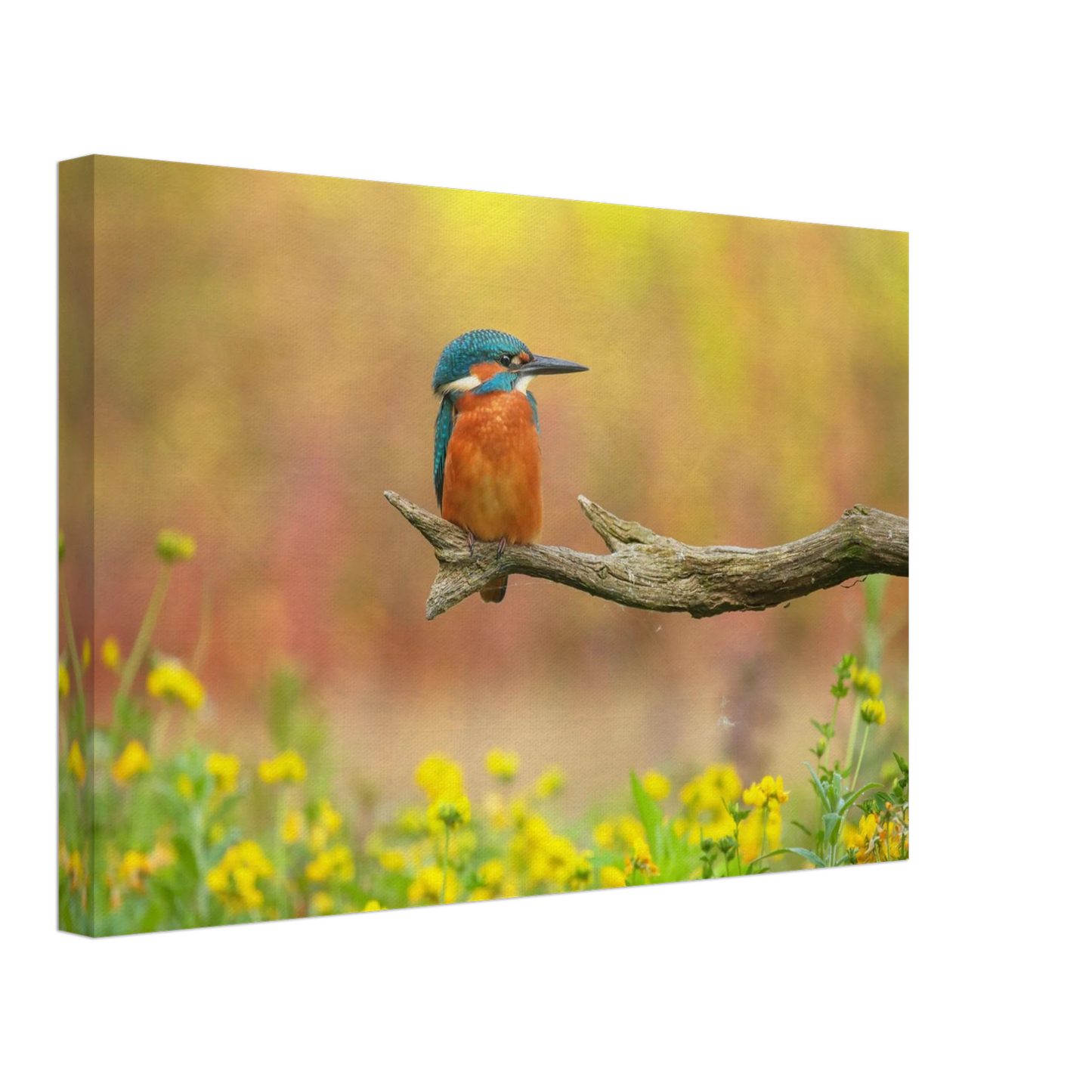 Wandbild eisvogel lebendige naturkunst fuer ihr zuhause in ihrer wunschgroesse