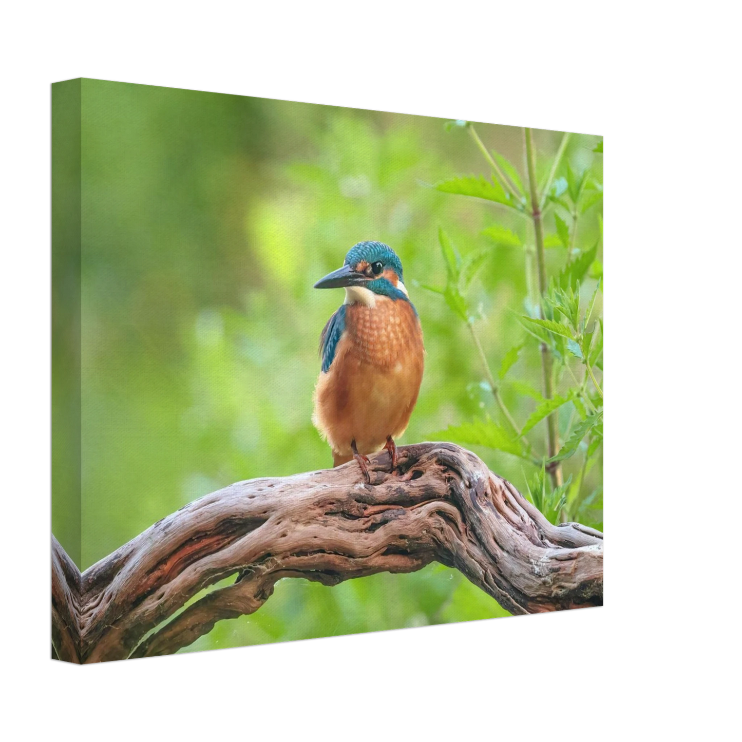 Wandbild eisvogel lebendige naturkunst fuer ihr zuhause in ihrer wunschgroesse 2