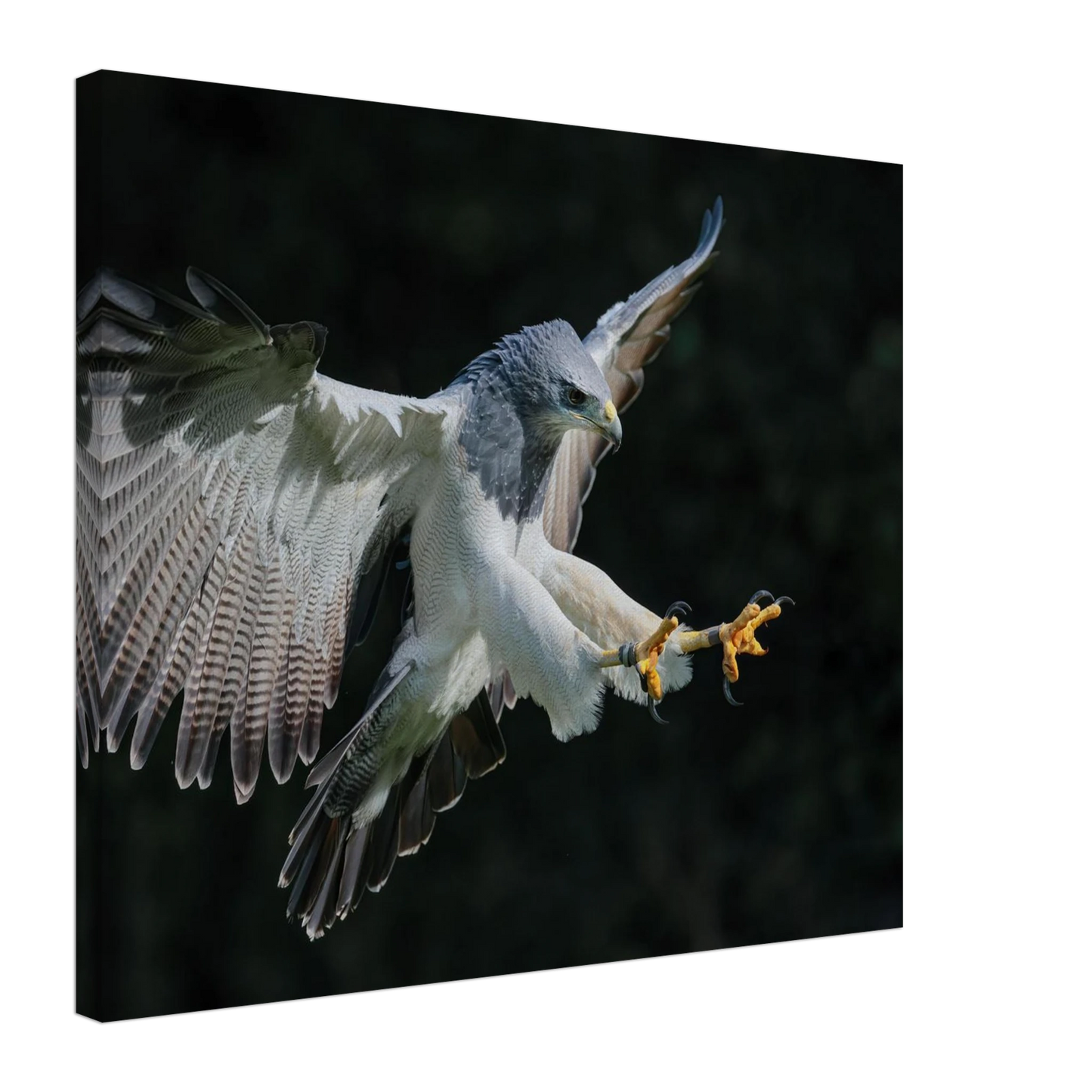 Wandbild majestaetischer schwarzbrustbussard im flug atemberaubende tierfotografie fuer ihr zuhause