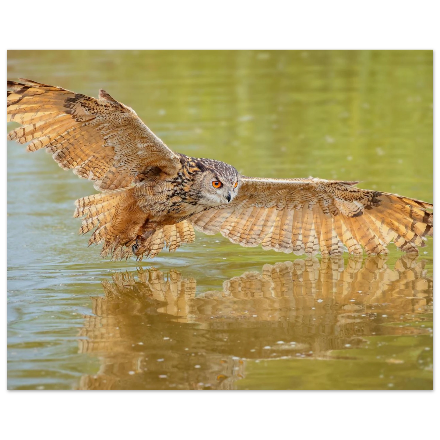 Wandbild majestaetischer uhu im jagdflug atemberaubende wildtierkunst in verschiedenen groessen