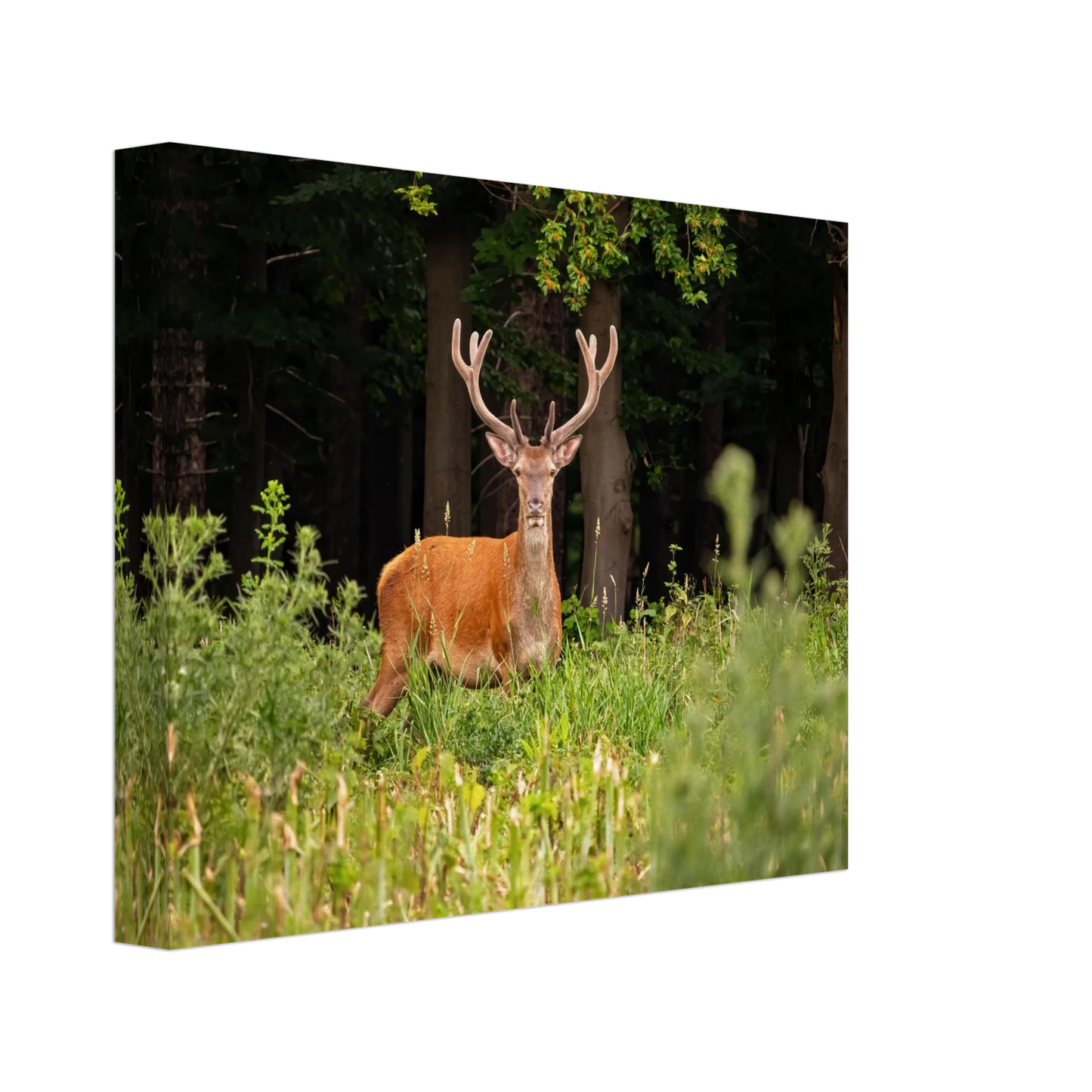 Wandbild majestaetischer hirsch im wald ein wildnis statement fuer ihr zuhause in verschiedenen groessen
