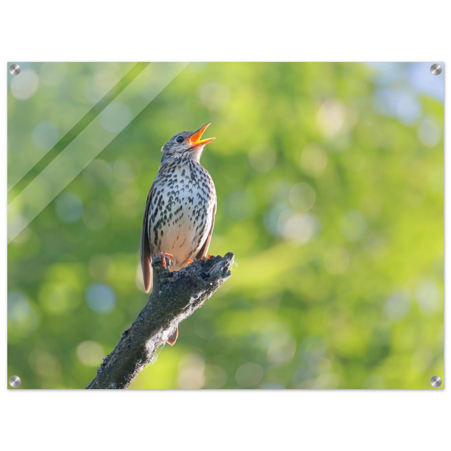 Wandbild bezaubernder singvogel in gruen ein naturportraet fuer ihr zuhause in vielen groessen