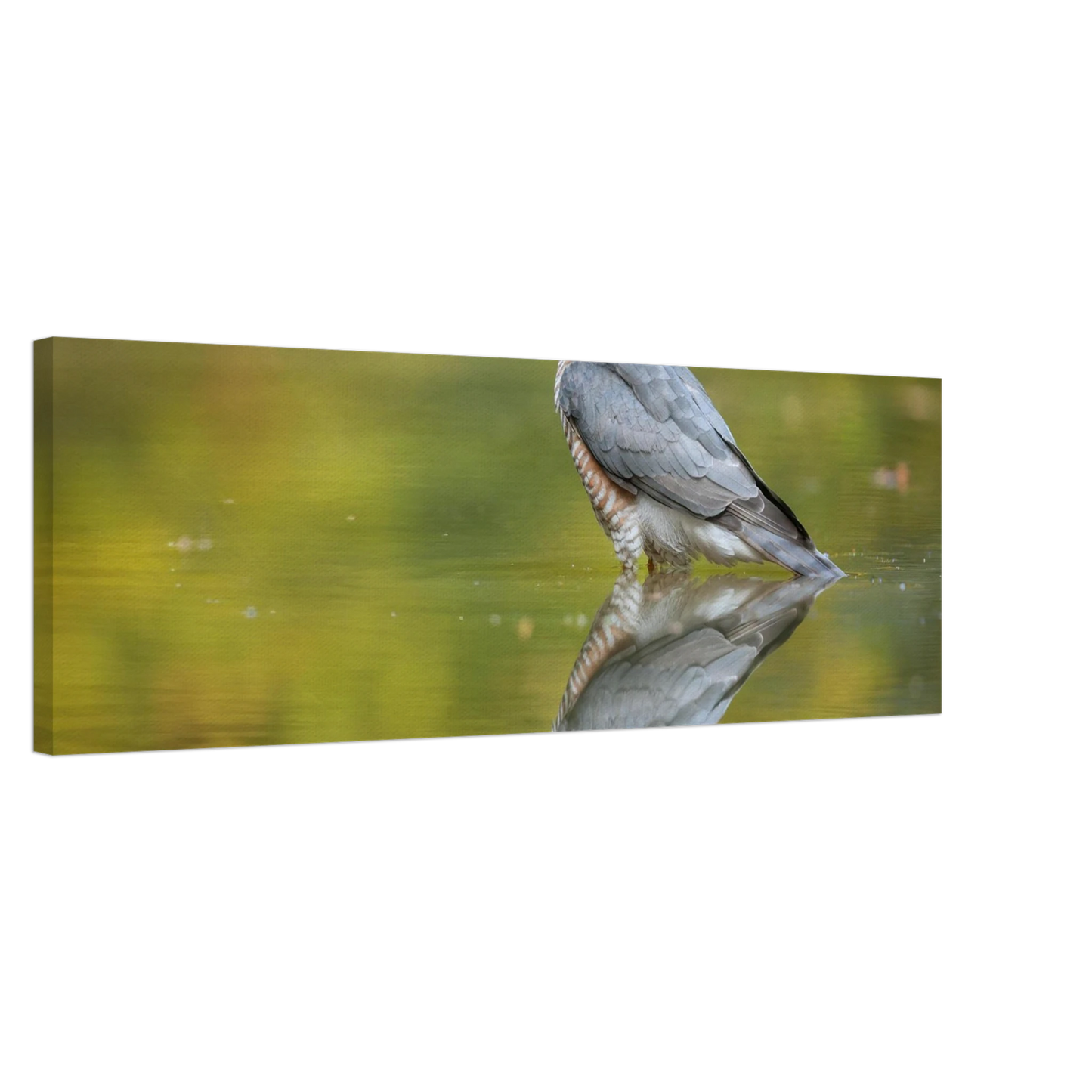 Wandbild mystischer sperber im morgengold faszinierende wildtierfotografie in ihrer wunschgroesse