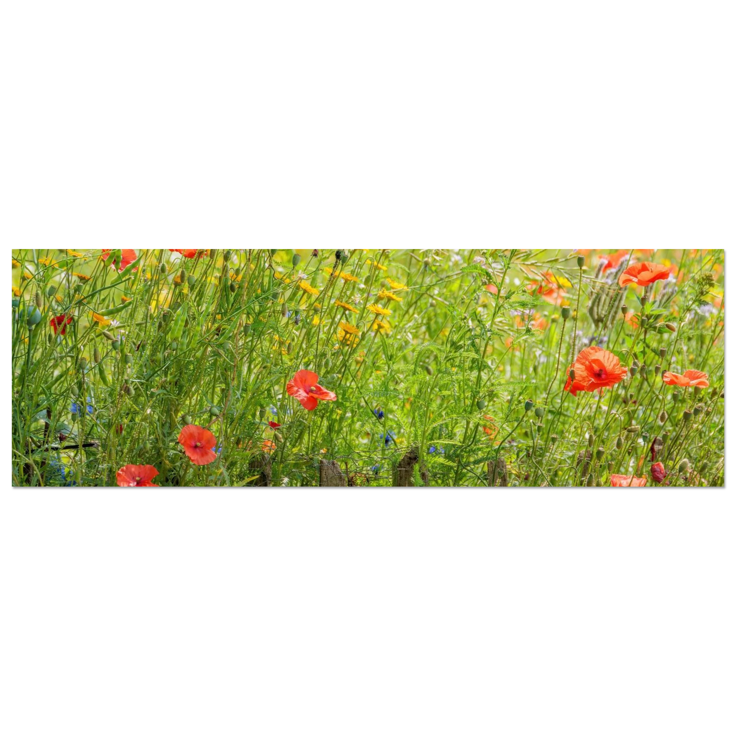 Wandbild wildblumen feld rot gelb sonnige mohnblumen wiese als kunstdruck