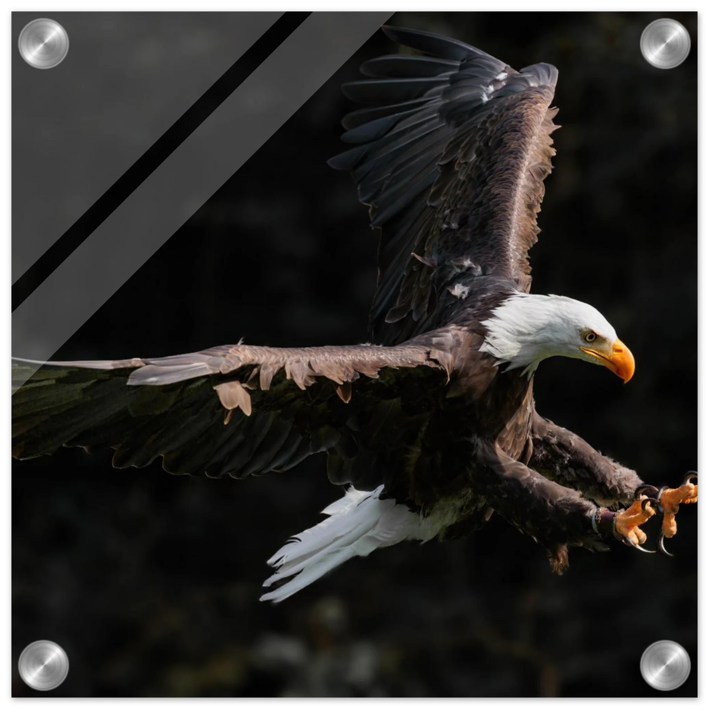 Wandbild majestaetischer weisskopfseeadler im flug freiheit staerke in ihrer wunschgroesse