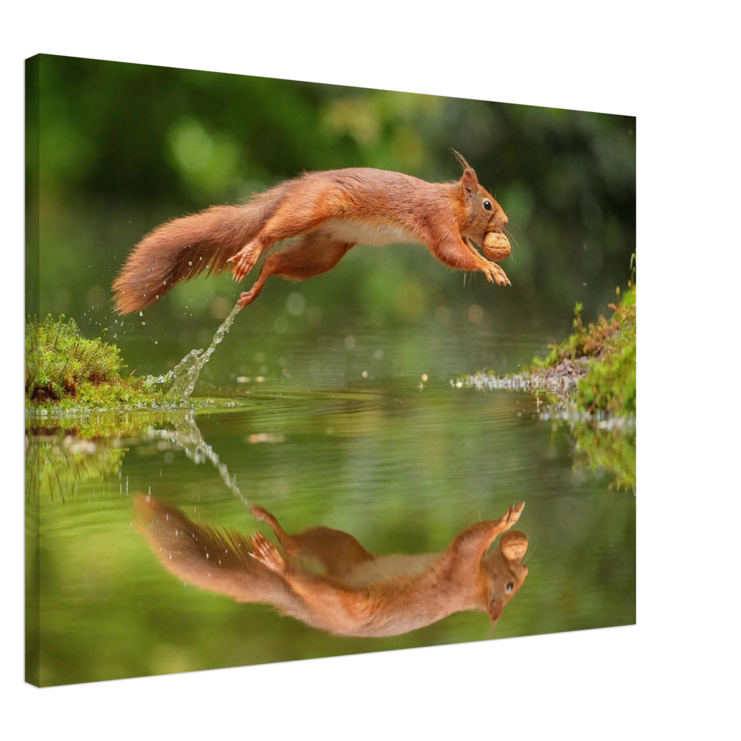 Wandbild Wandkunst eichhoernchens freudensprung dynamische naturkunst fuer ihr zuhause erhaeltlich in mehreren groessen