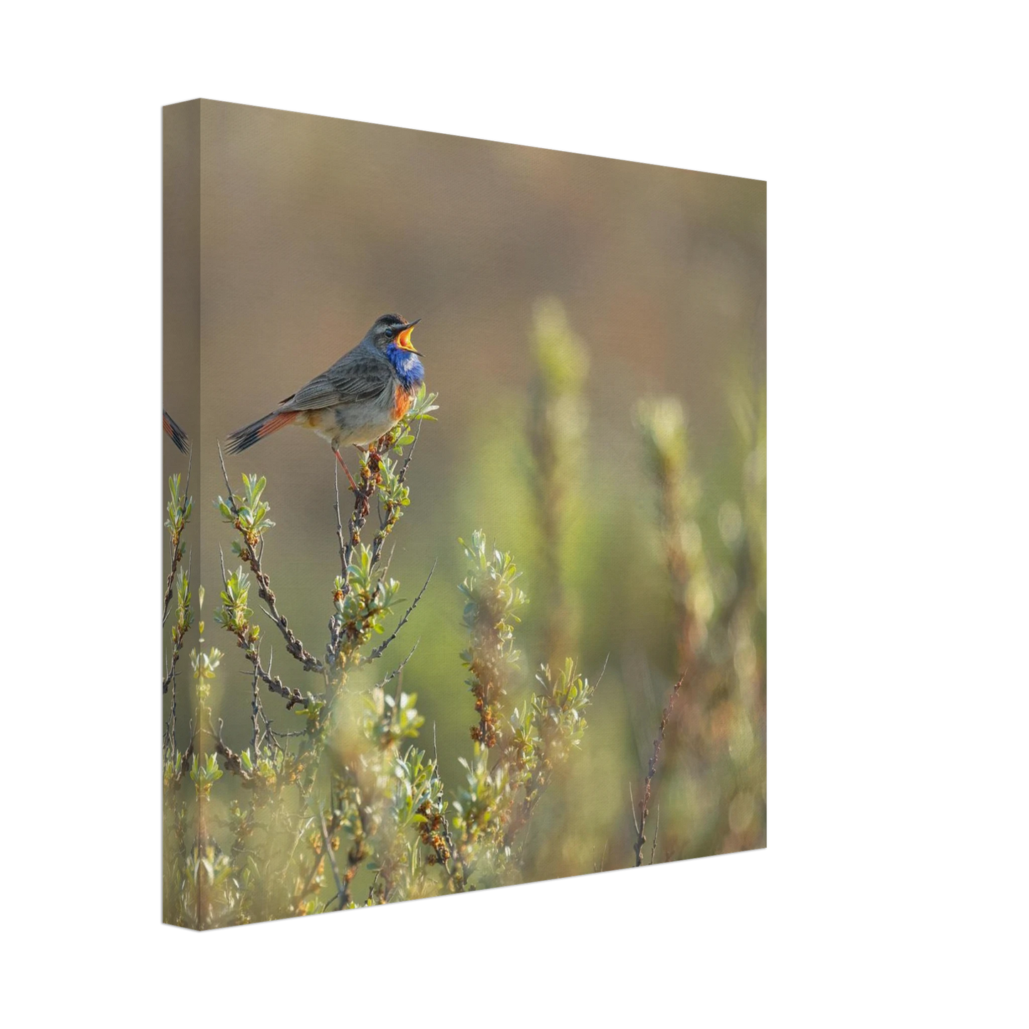 Wandbild singendes blaukehlchen lebendige naturfotografie als wandbild in verschiedenen groessen