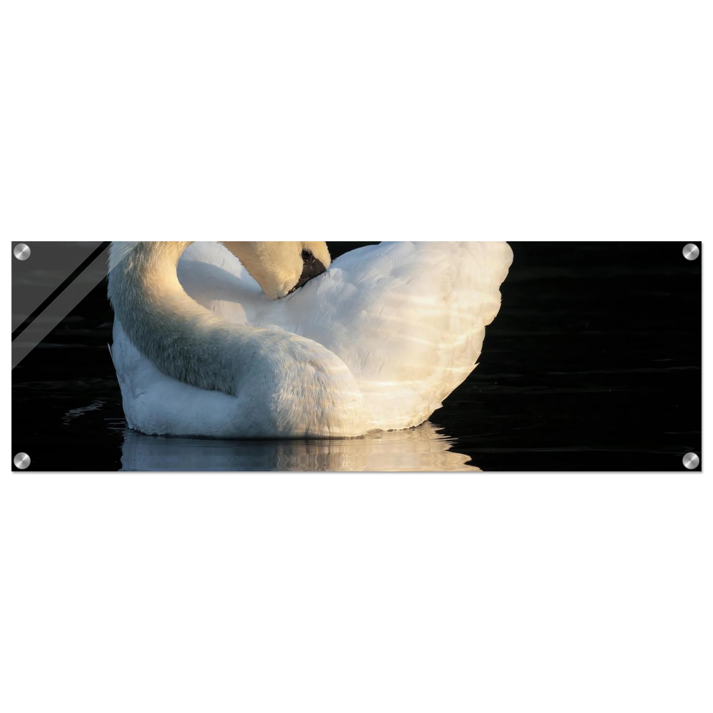 Wandbild schwan bei sonnenuntergang elegante wandkunst fuer ihr zuhause