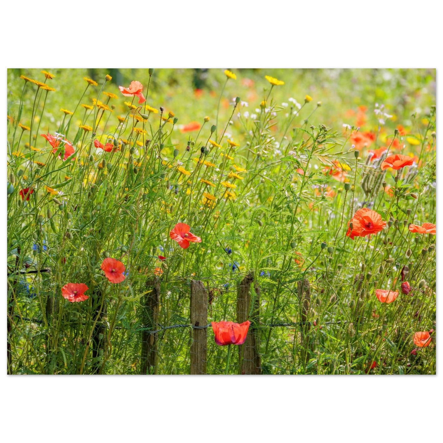 Wandbild wildblumen feld rot gelb sonnige mohnblumen wiese als kunstdruck