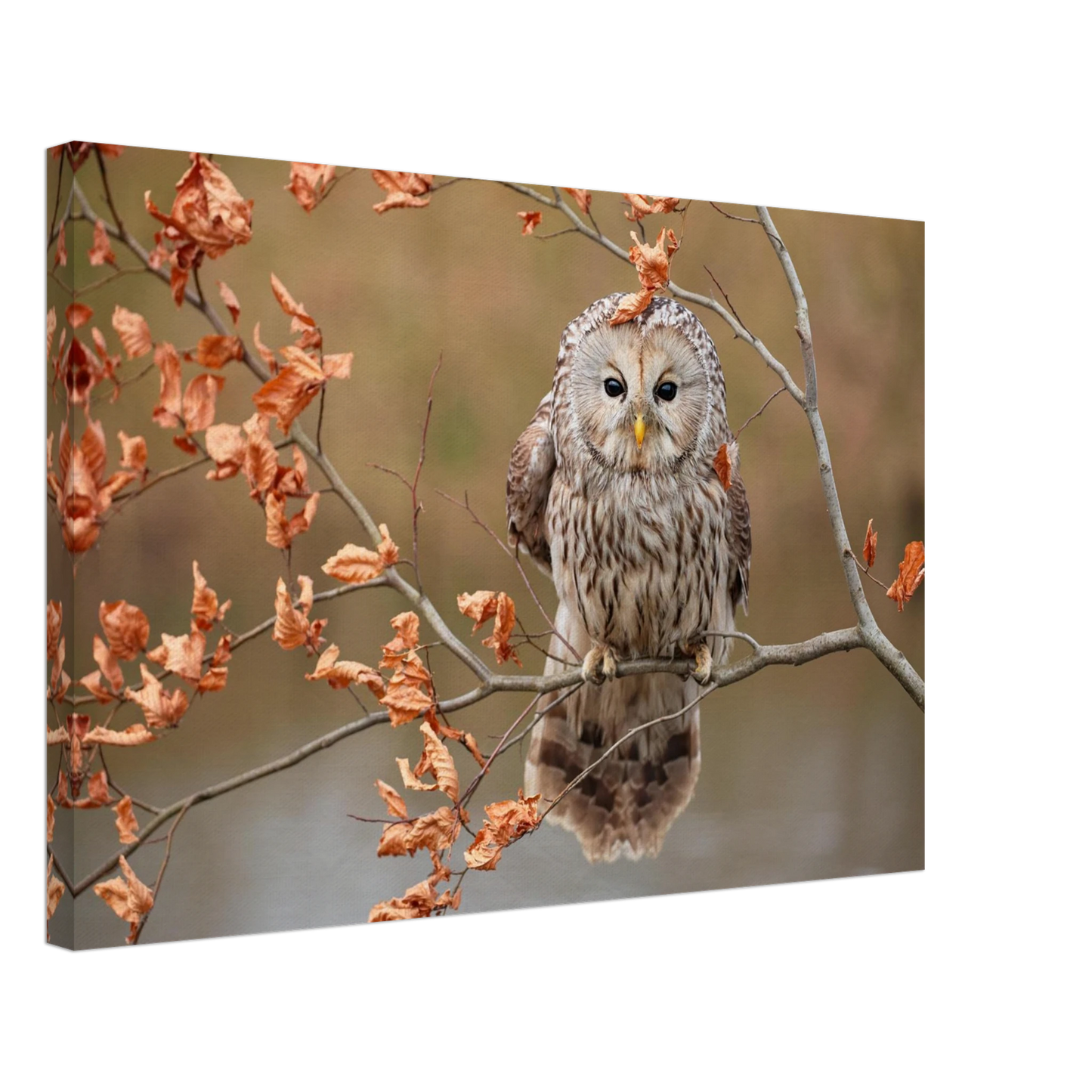 Wandbild majestaetische eule im herbstlaub einblick in die wildnis in verschiedenen groessen