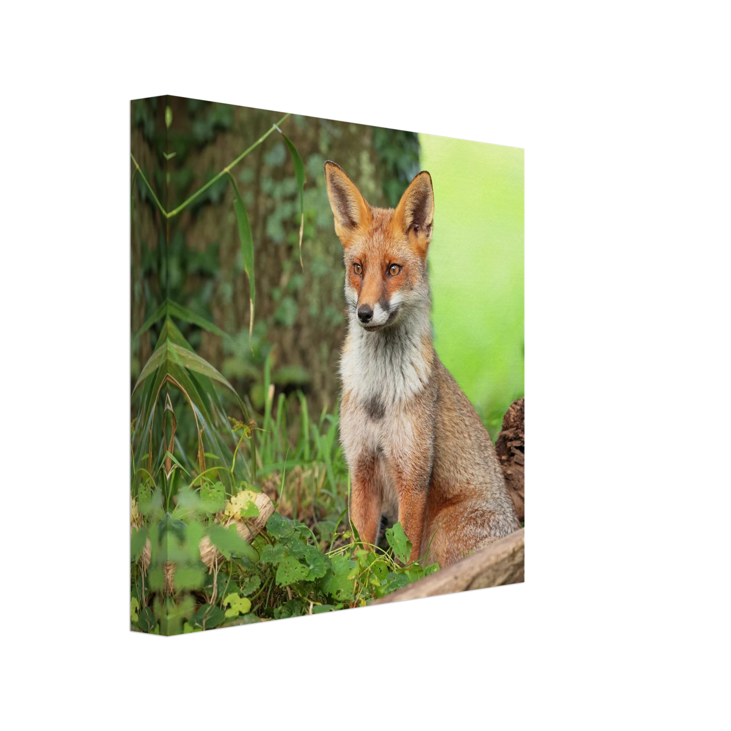 Wandbild majestaetischer rotfuchs ein augenblick der ruhe in der natur erhaeltlich in zahlreichen groessen