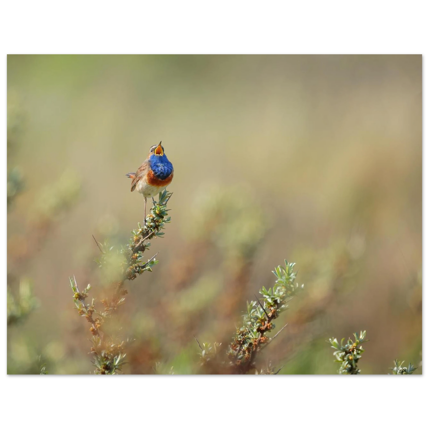 Wandbild lebendige nachtigall ein meisterwerk der naturfotografie fuer ihr zuhause