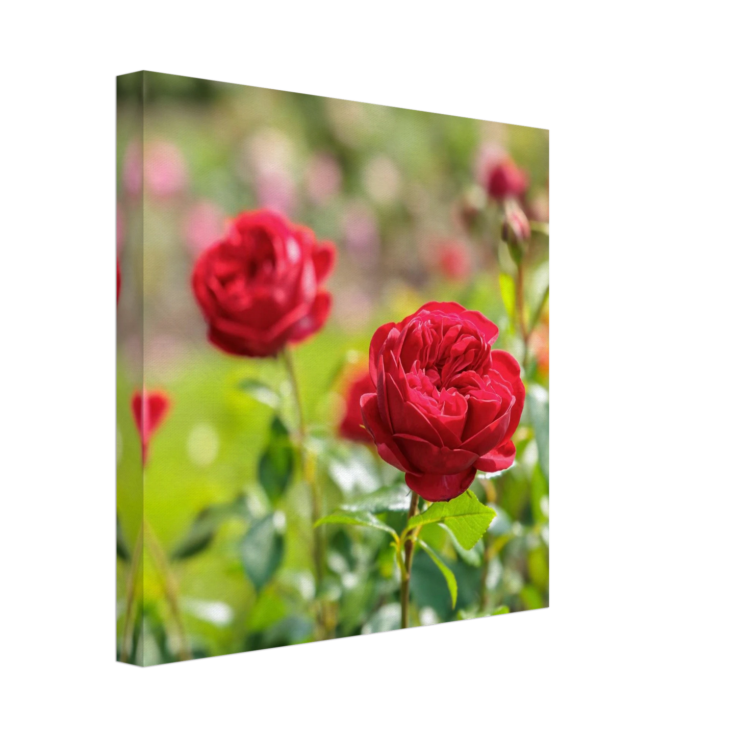 Wandbild rote rosen lebendige bluetenpracht fuer ihr zuhause in ihrer wunschgroesse
