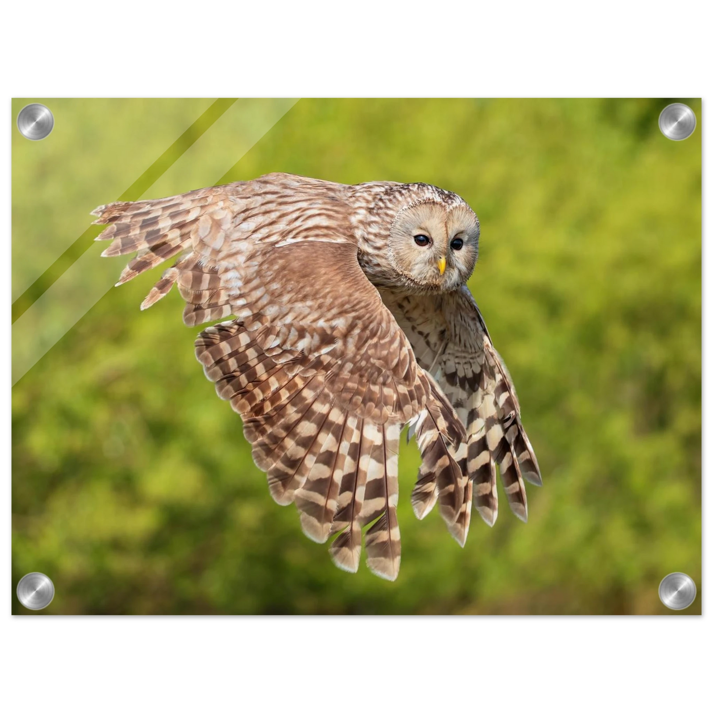 Wandbild majestaetische eule im flug naturfotografie fuer ihr zuhause