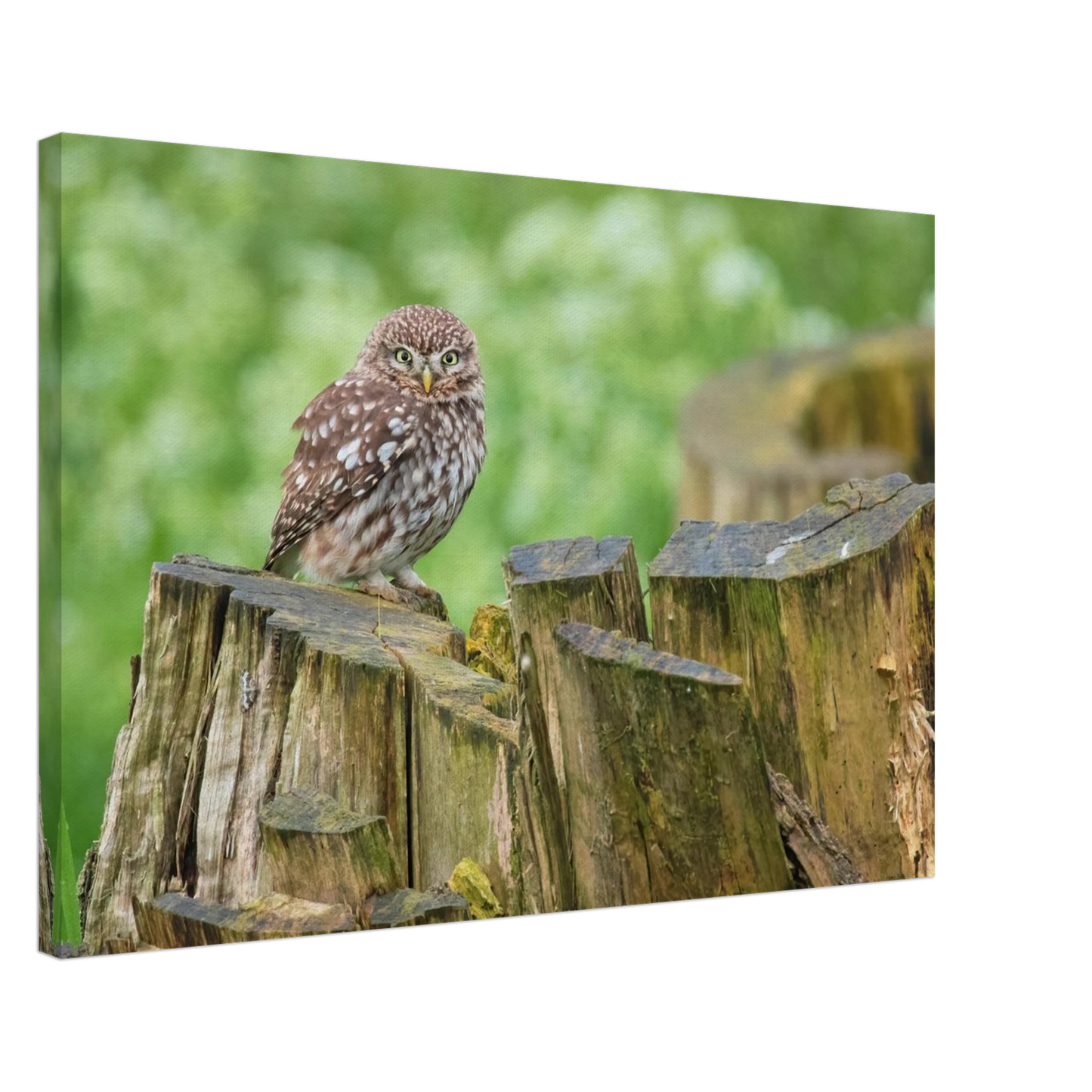 Wandbild mystische kleine eule faszinierendes kunstwerk fuer natur und tierliebhaber in vielen groessen