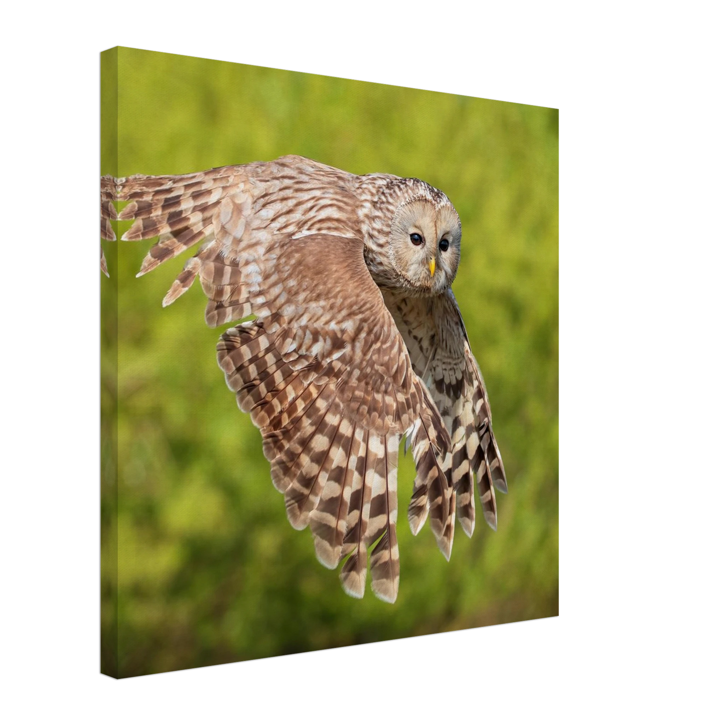 Wandbild majestaetische eule im flug naturfotografie fuer ihr zuhause