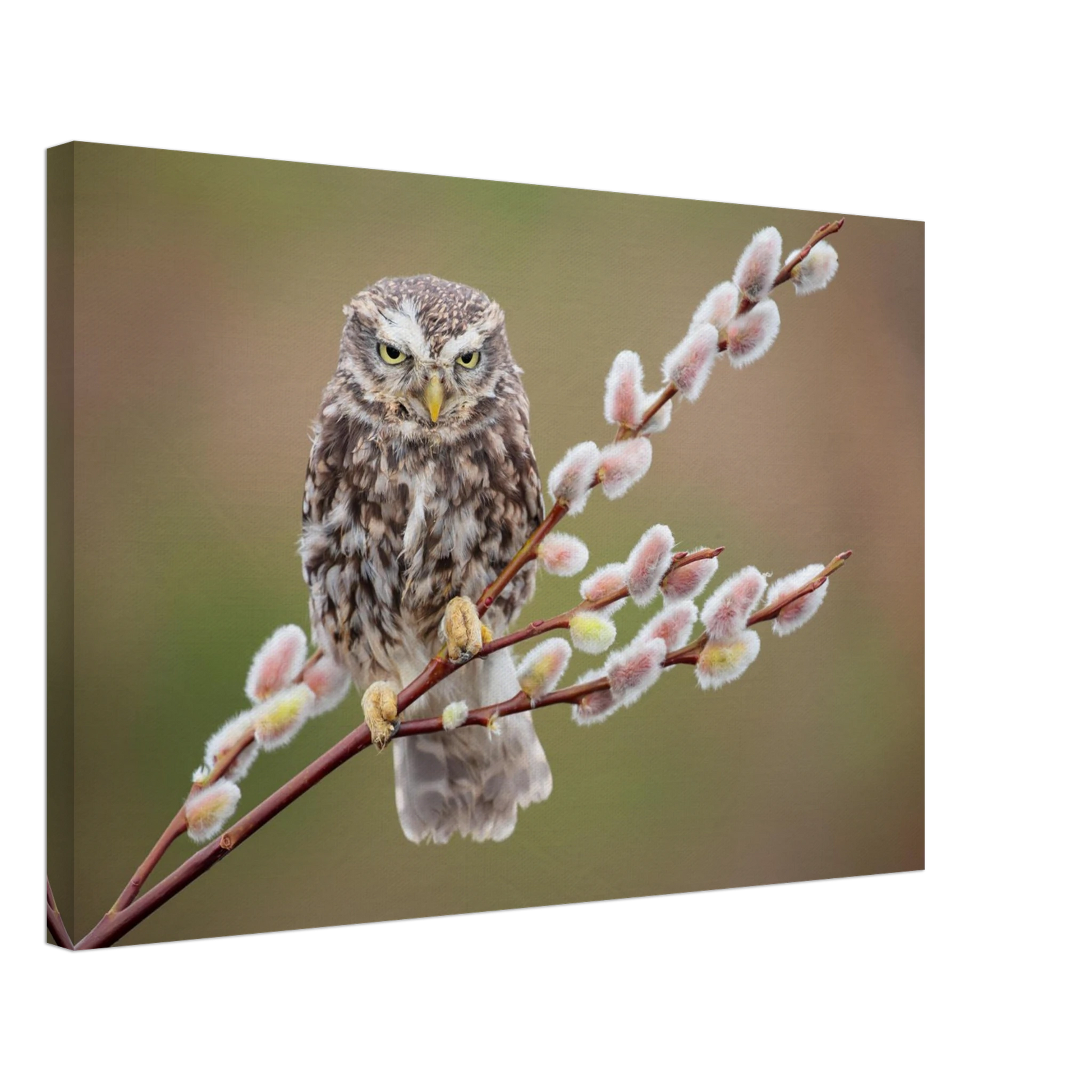 Wandbild der weise waechter ein kaeuzchen auf weidenkaetzchen im fruehlingslicht