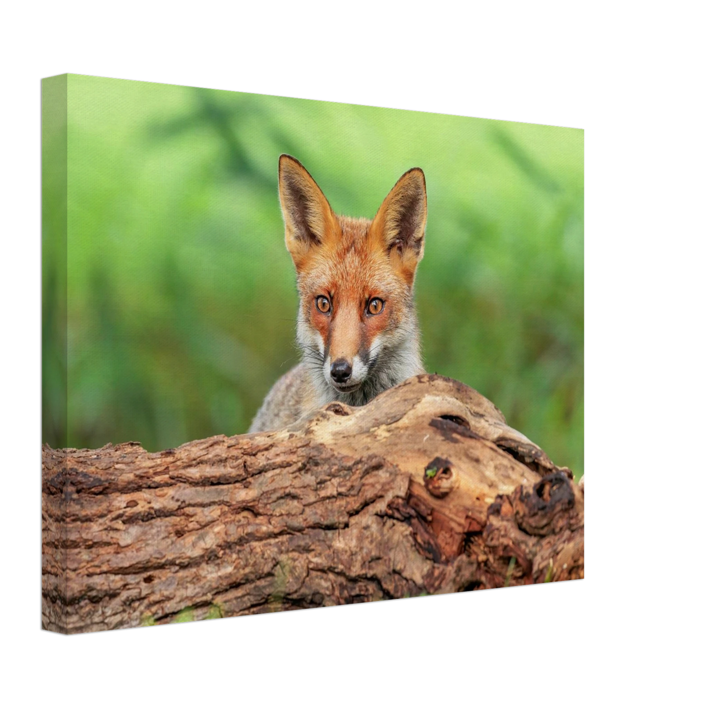 Wandbild fuchs im versteck einzigartige naturkunst fuer ihr zuhause