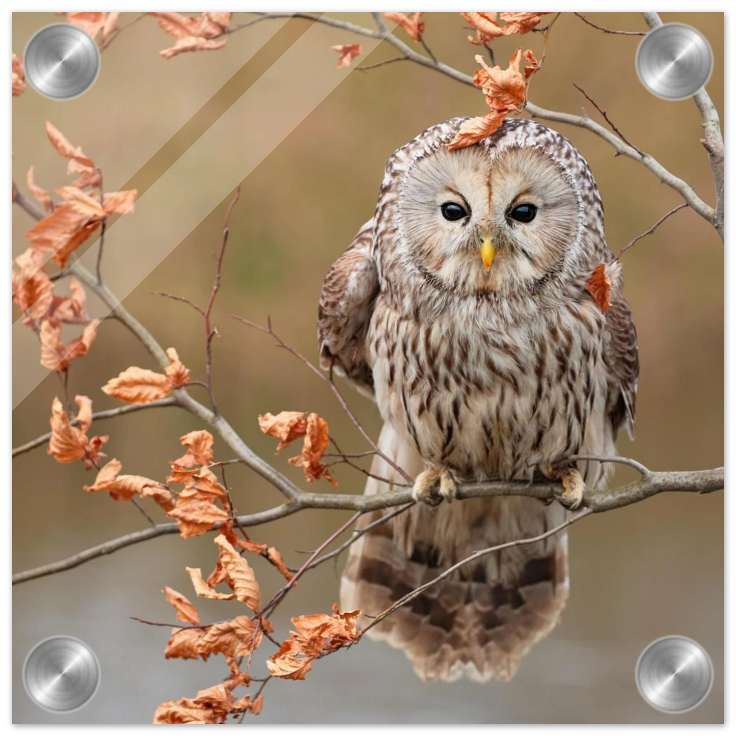 Wandbild majestaetische eule im herbstlaub einblick in die wildnis in verschiedenen groessen