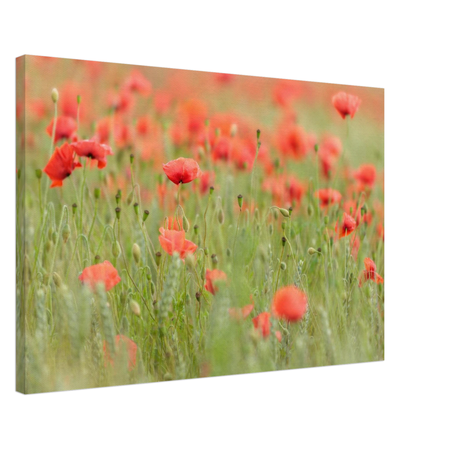 Wandbild vertraeumtes mohnblumenfeld ein stueck sommer fuer ihr zuhause in vielen groessen